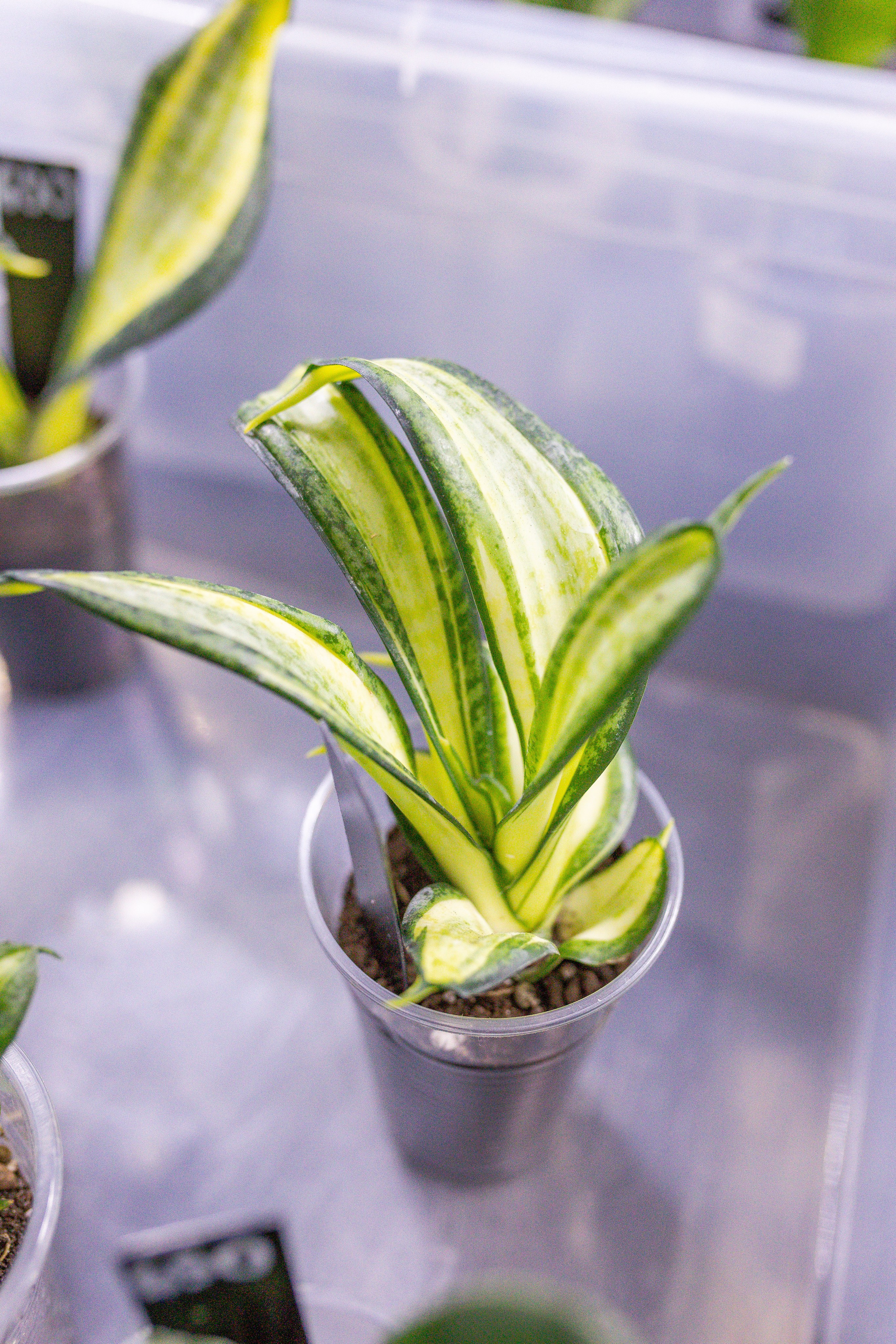 Монстериум апрель 2026. Александра Куликова фотограф, Москва