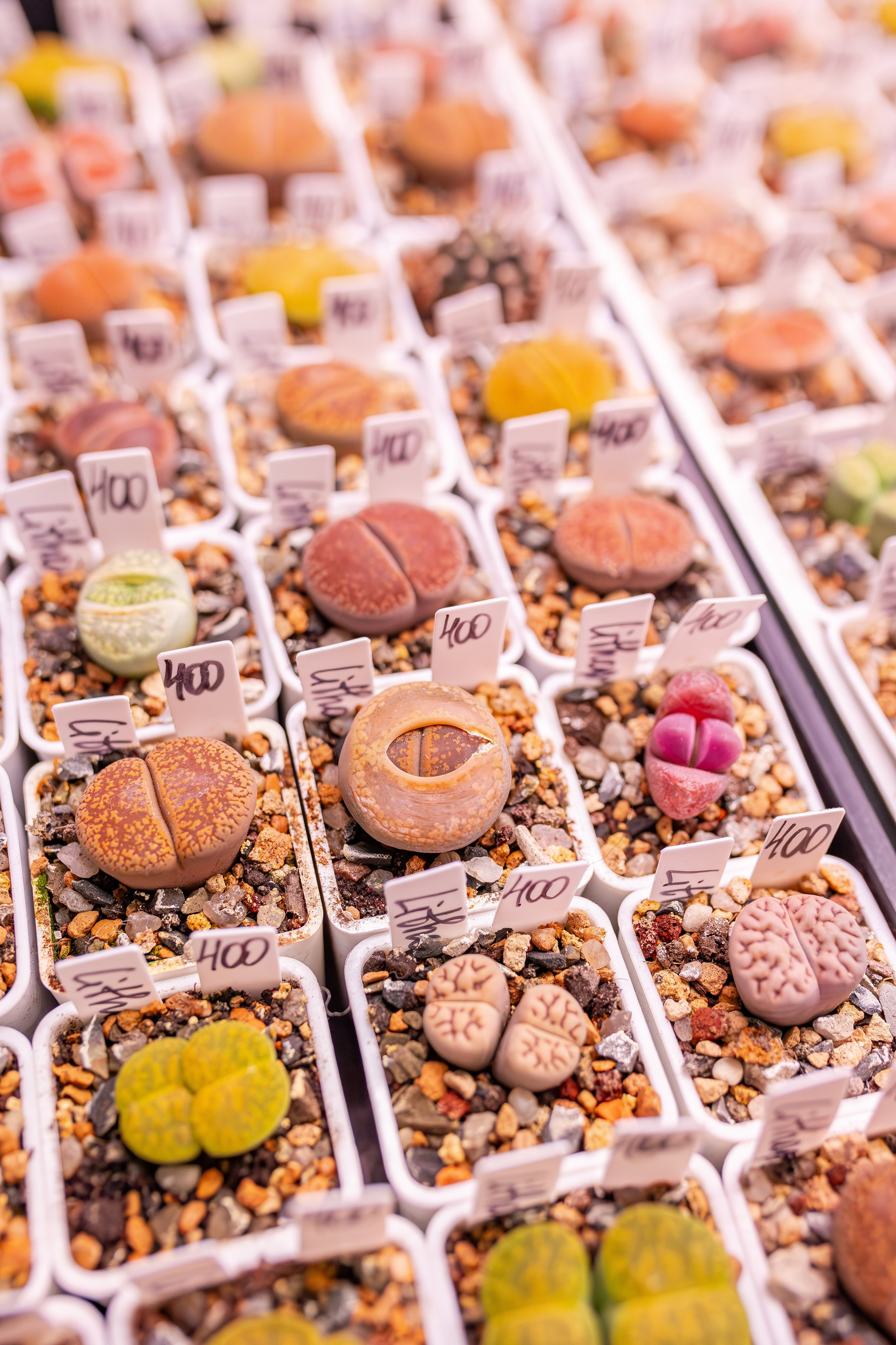 Монстериум апрель 2026. Александра Куликова фотограф, Москва