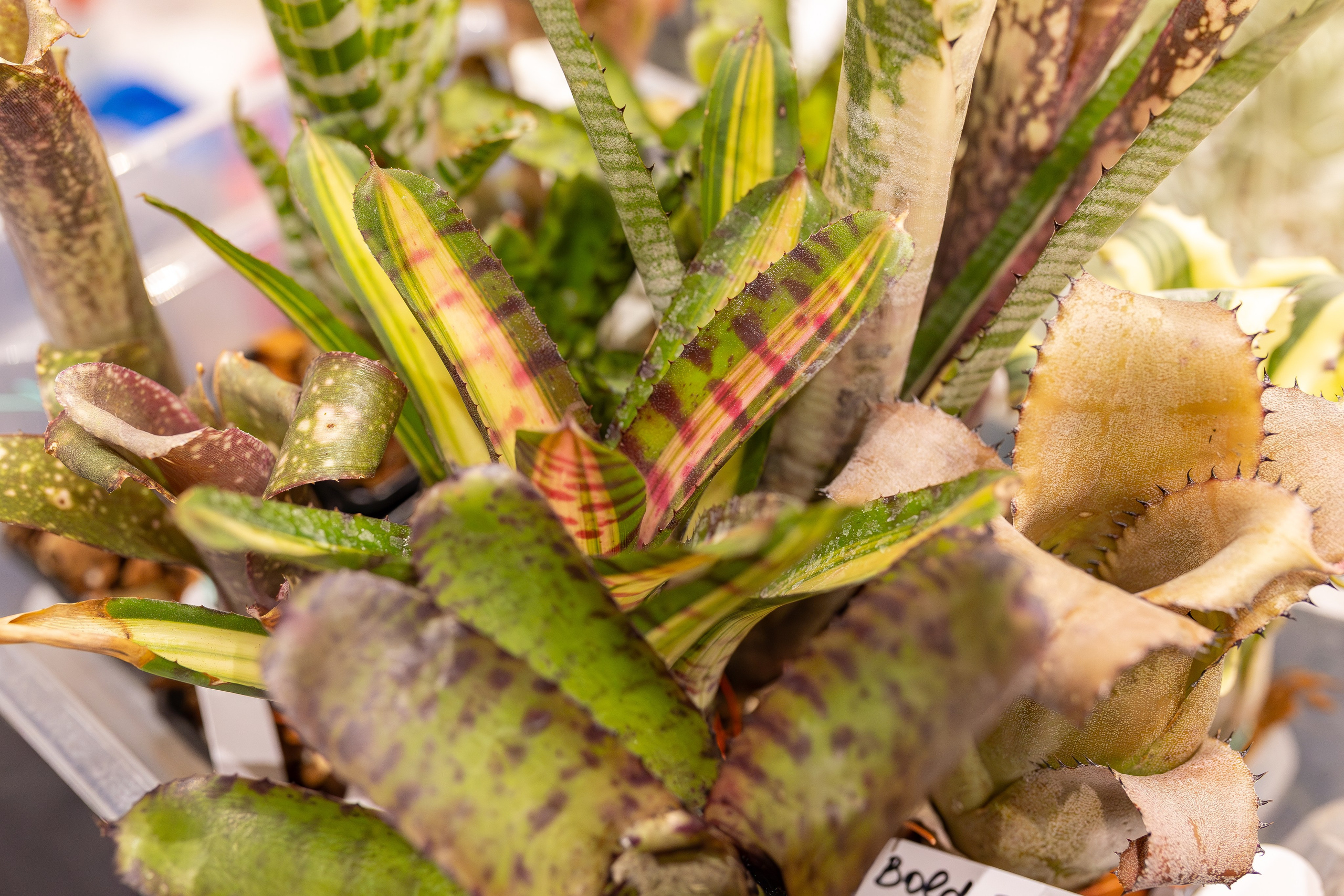 Монстериум апрель 2026. Александра Куликова фотограф, Москва