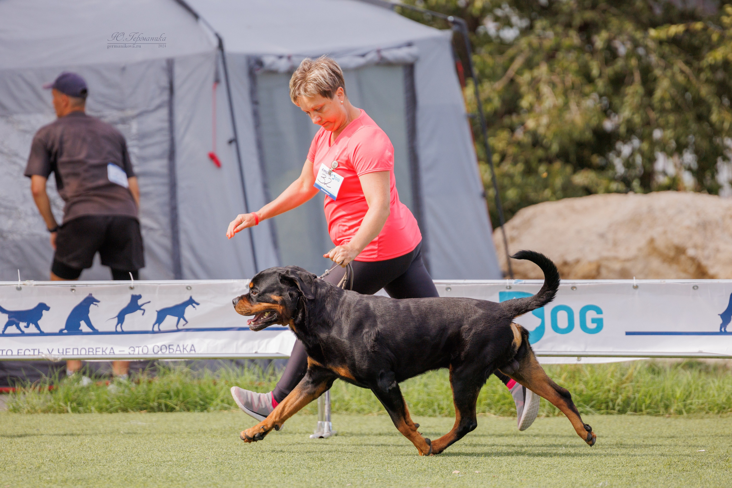 Анапа ротвейлеры 14-15.09.2024. Фотограф-анималист Юлия Германика