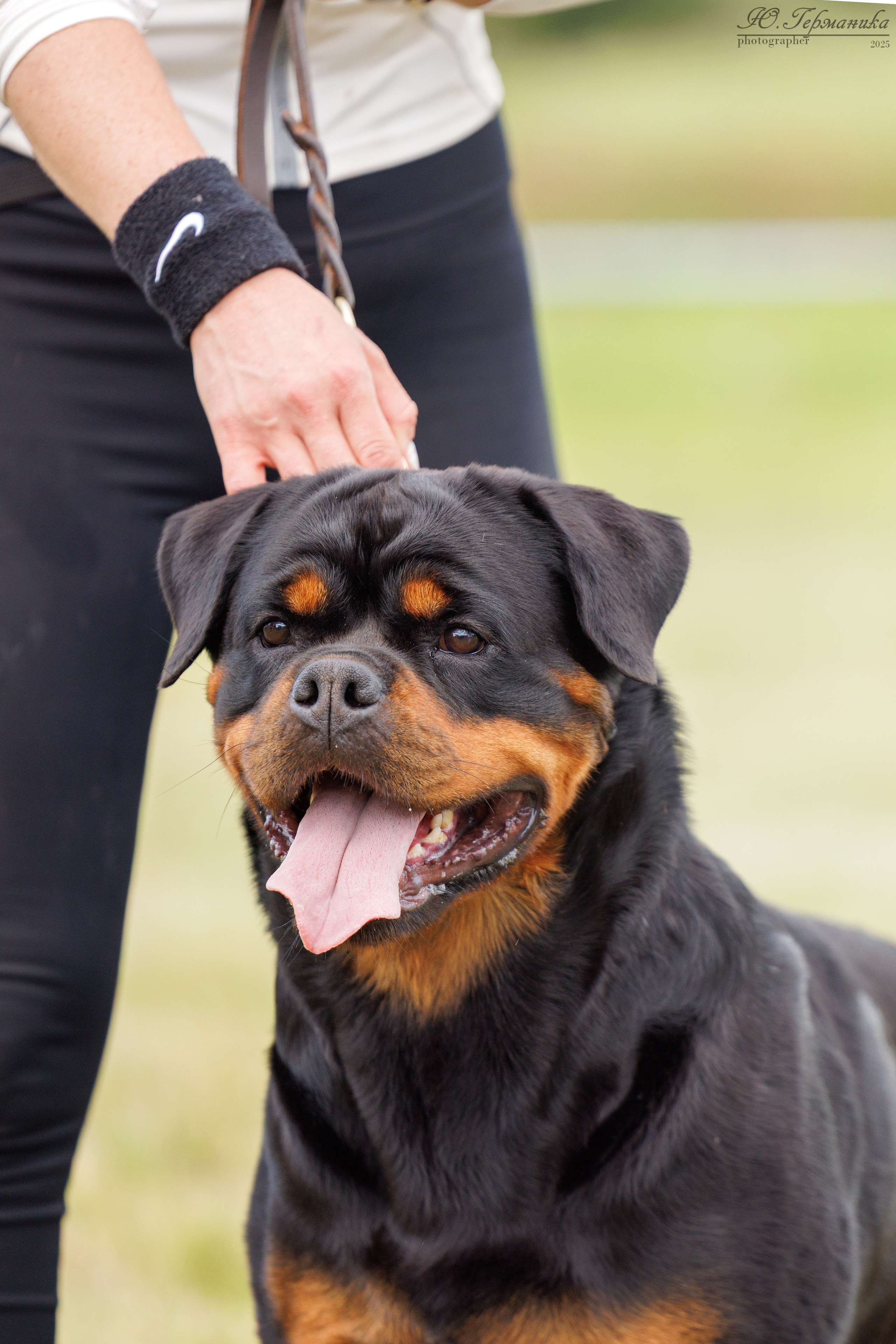 Рязань 2хмоно ротвейлеры 16-17.08.2025. Фотограф-анималист Юлия Германика