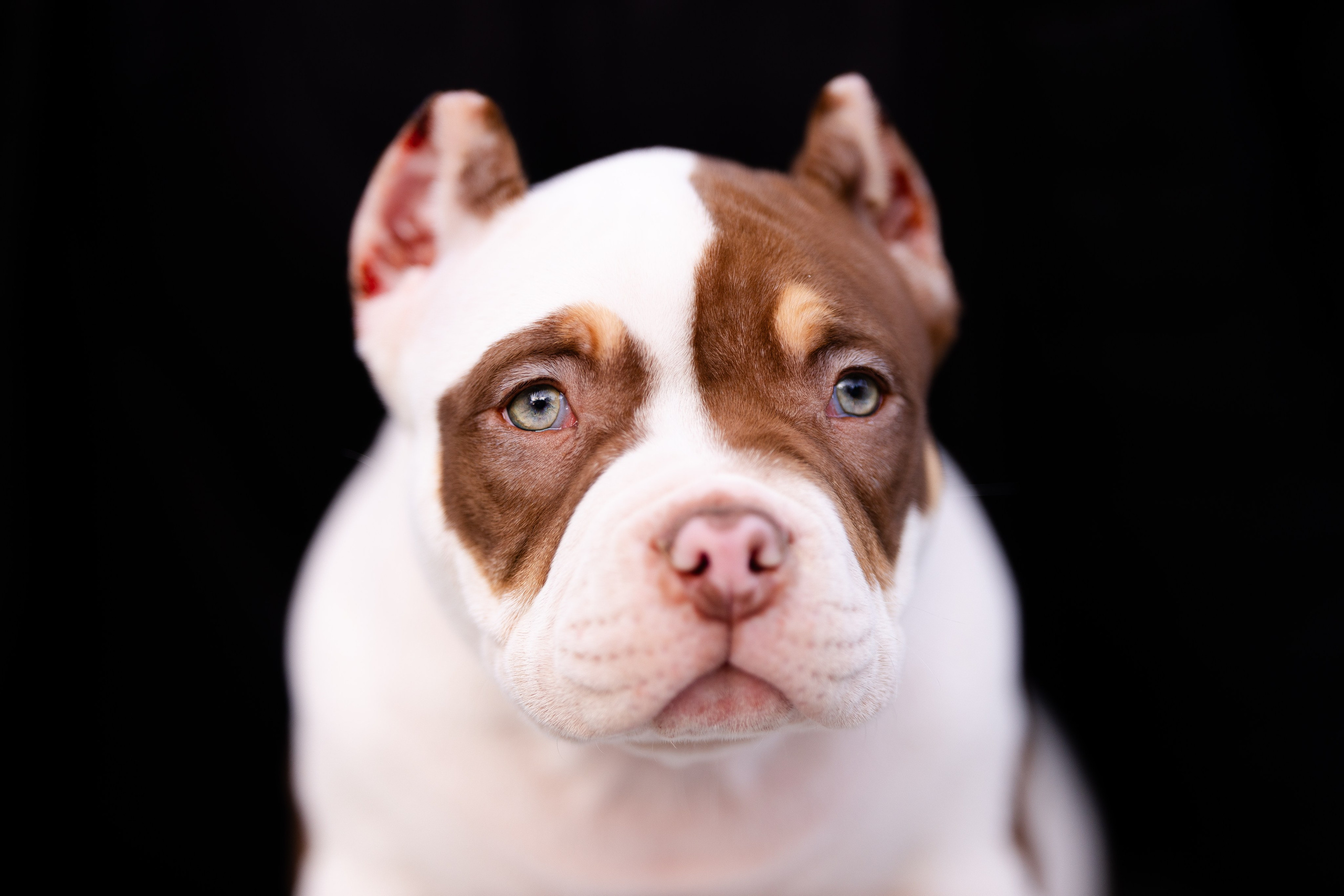 Булли. Фотограф и видеограф анималист Аганина Дарья