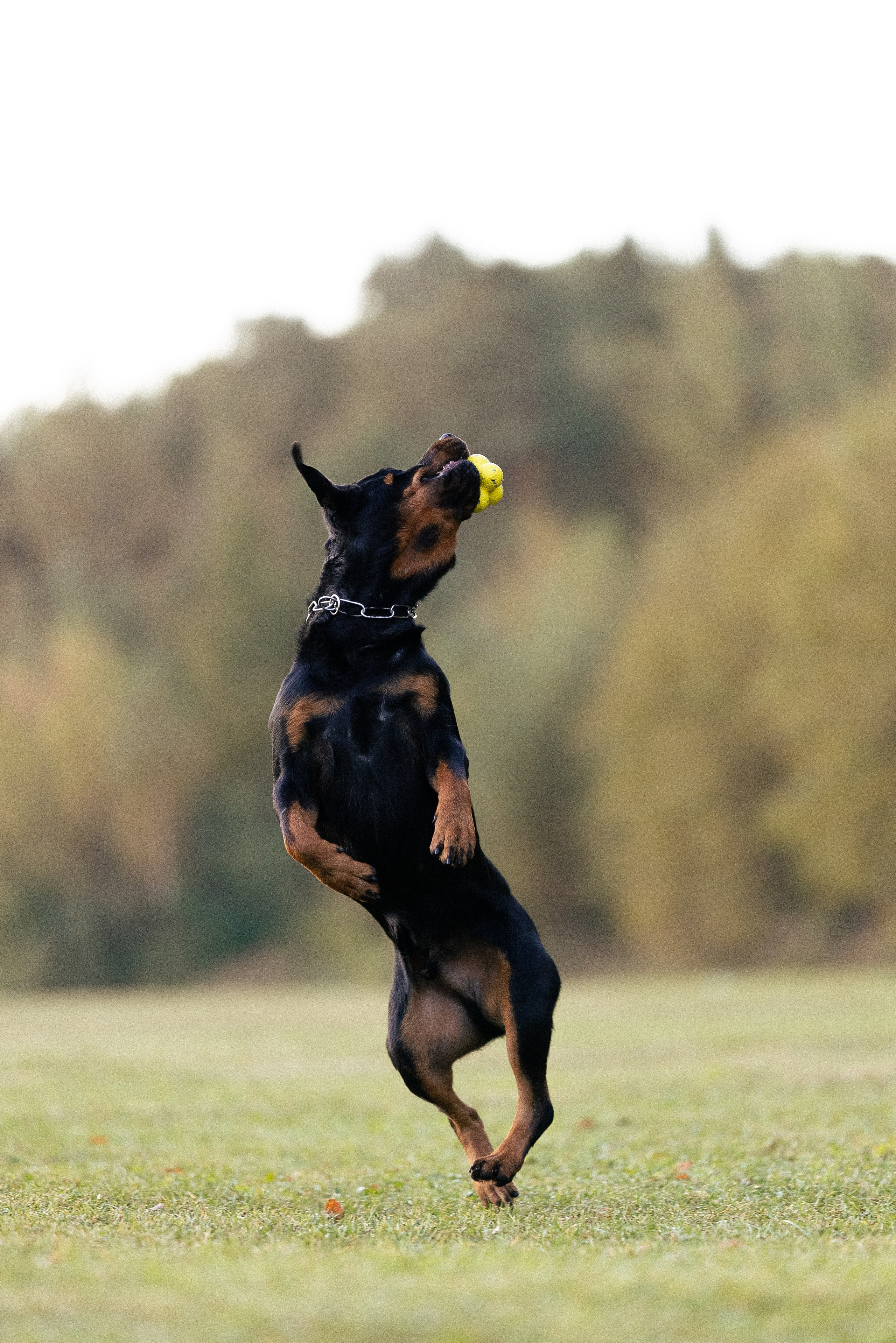 Катя, Леша, Лея и Трой. Фотограф и видеограф анималист Аганина Дарья