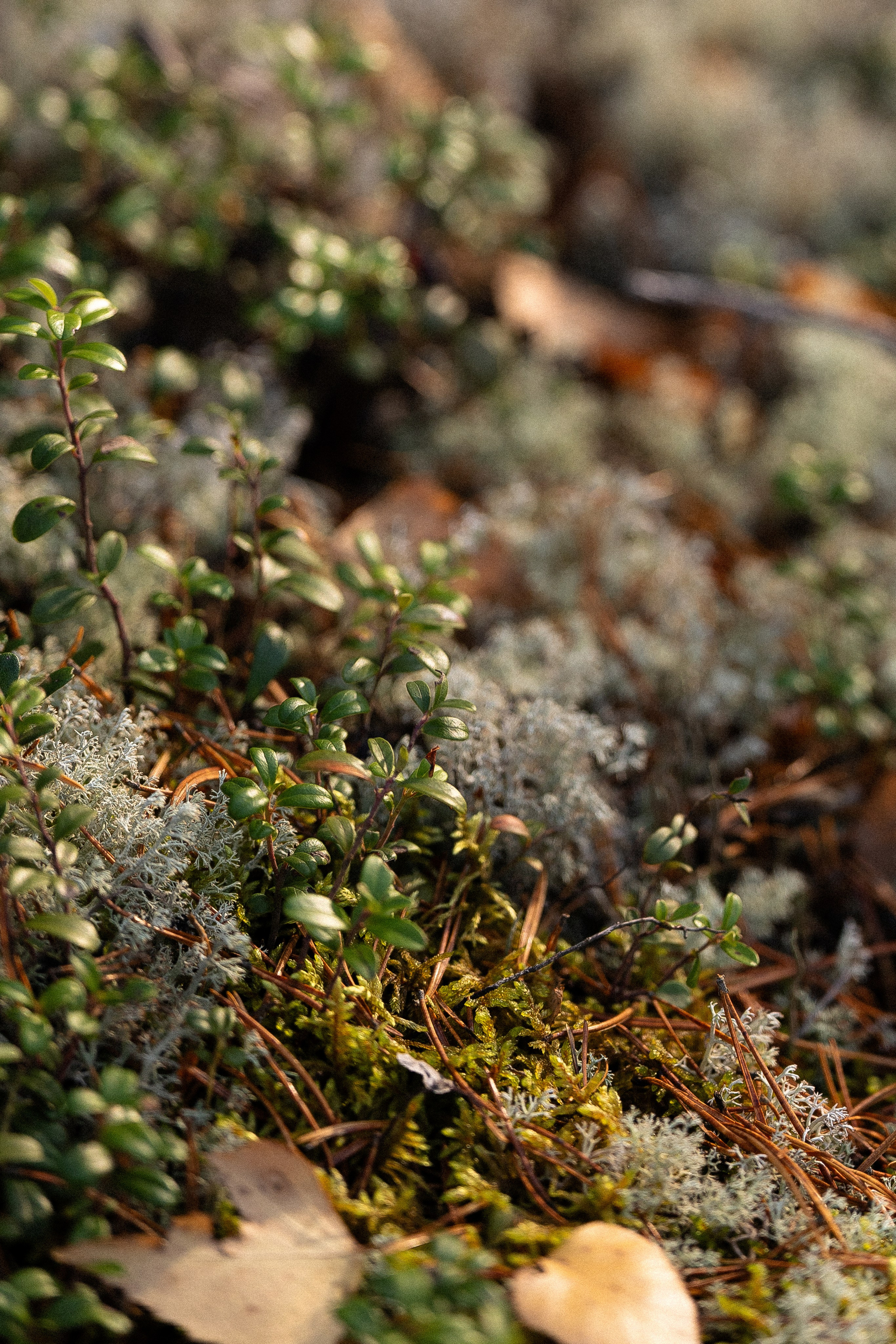 Karelia. Фотограф и видеограф анималист Аганина Дарья