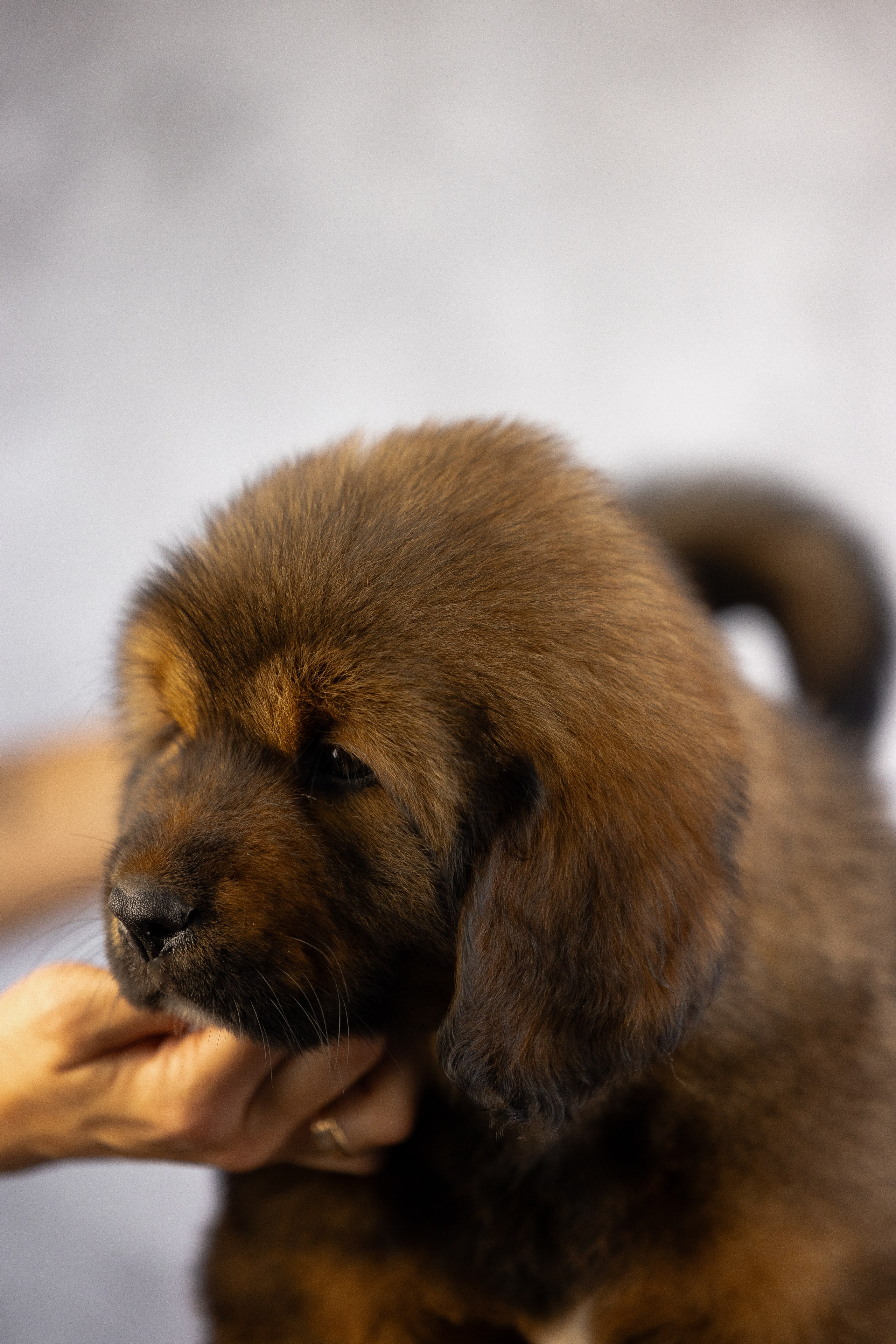 Тибетский мастиф. Фотограф и видеограф анималист Аганина Дарья