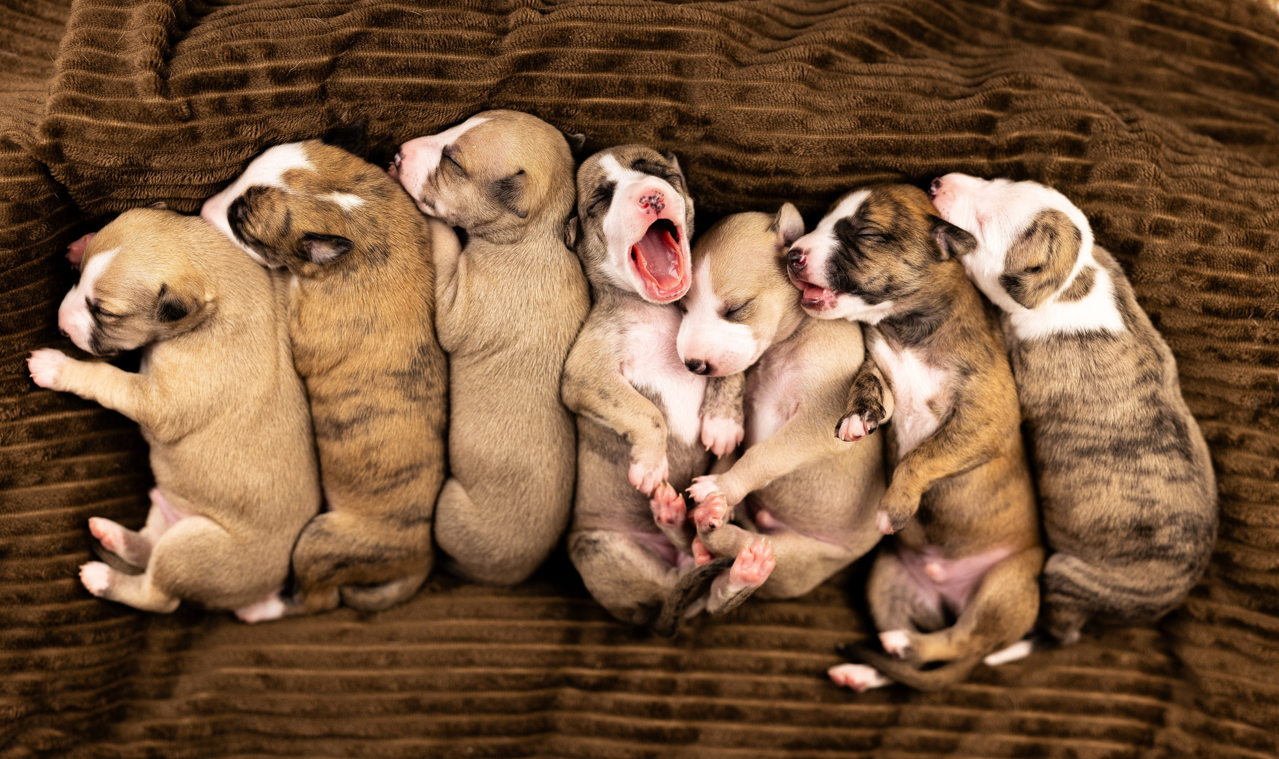 Уиппет. Фотограф и видеограф анималист Аганина Дарья