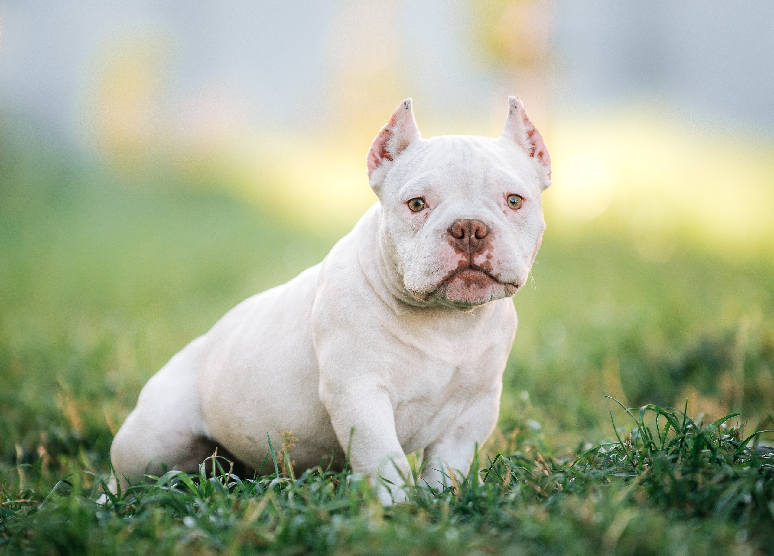 Американский булли щенки. Главная