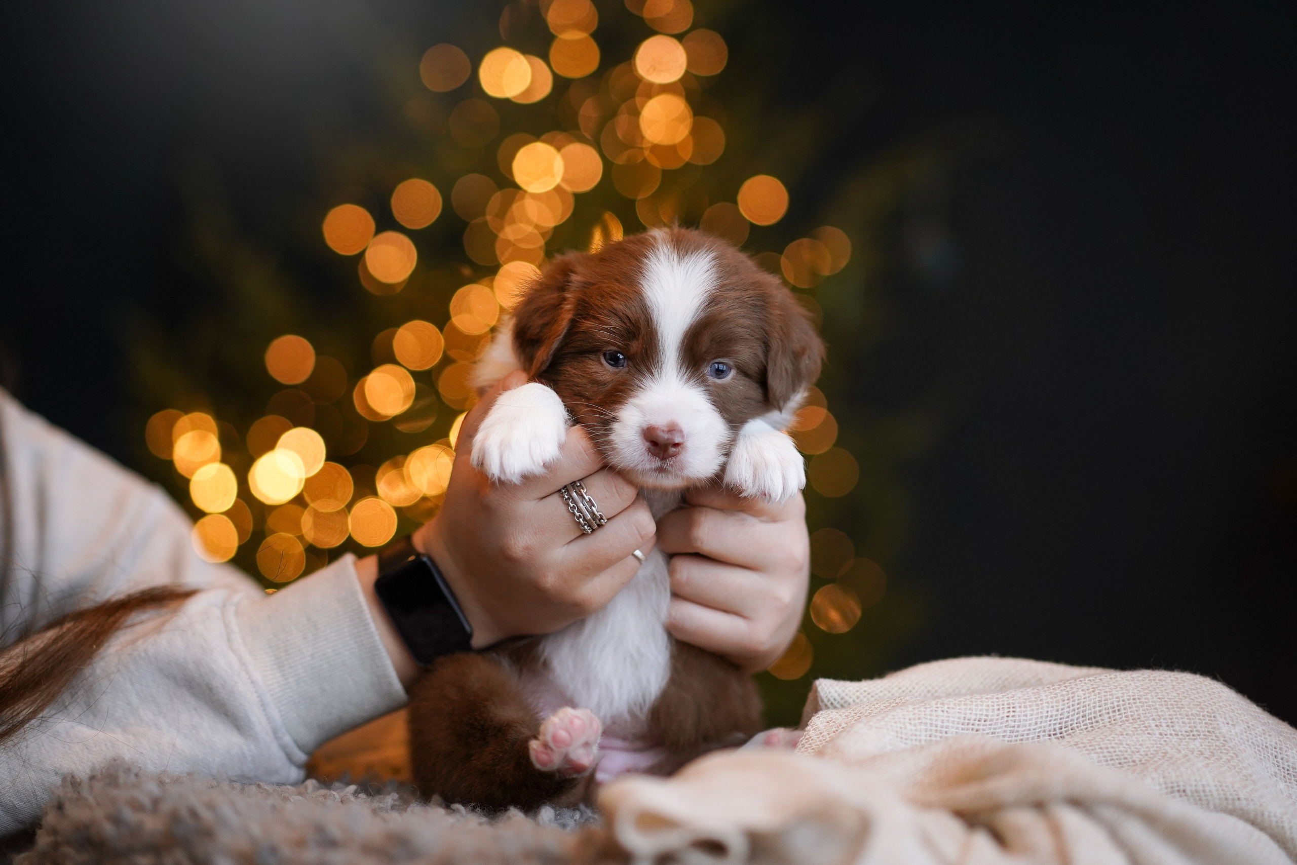 Щенки австралийской овчарки. Фотограф-анималист в Санкт-Петербурге Яна Мартынова