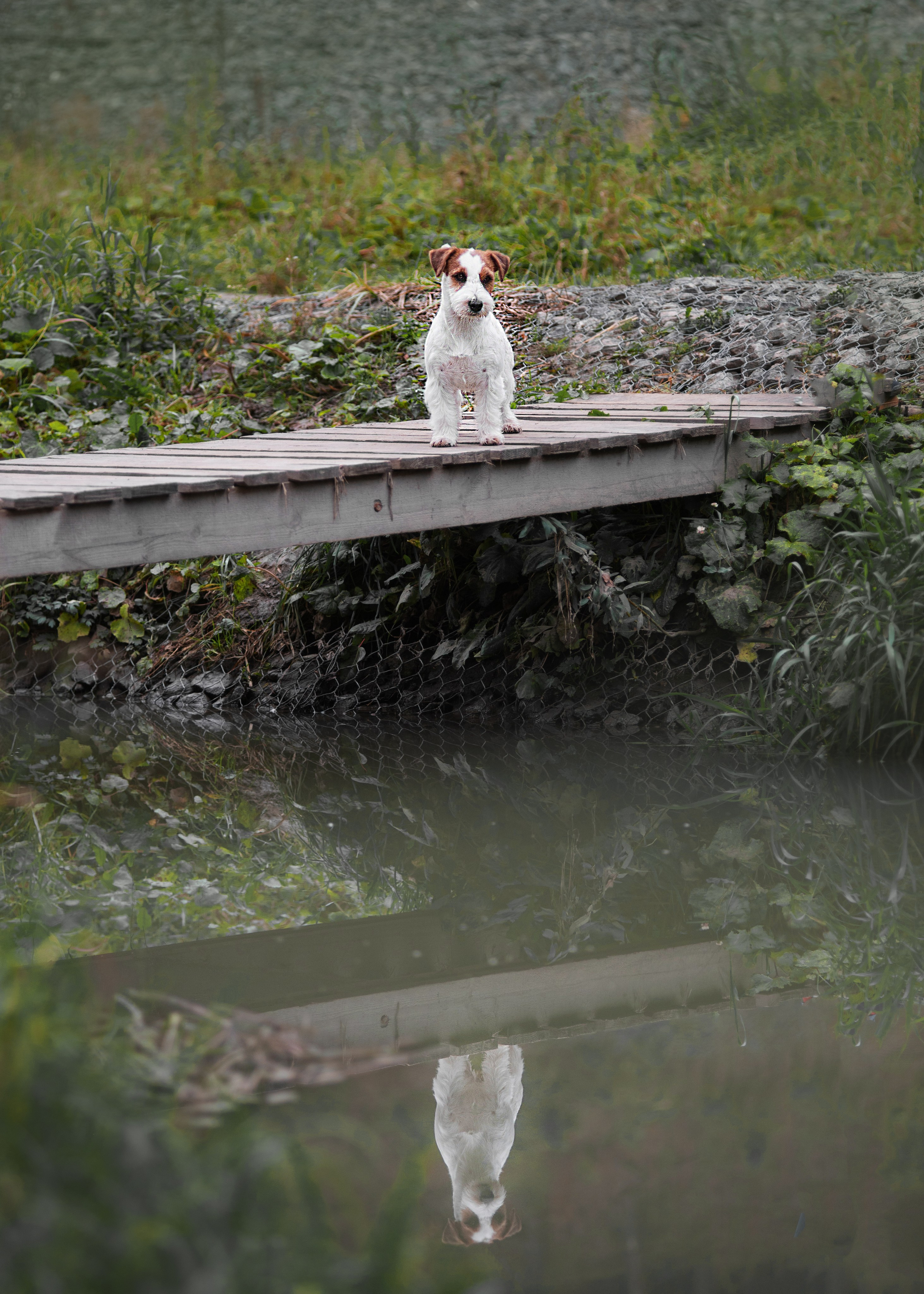 Осень с рыжими собаками. Дог-фотограф в Тюмени Александра Королева