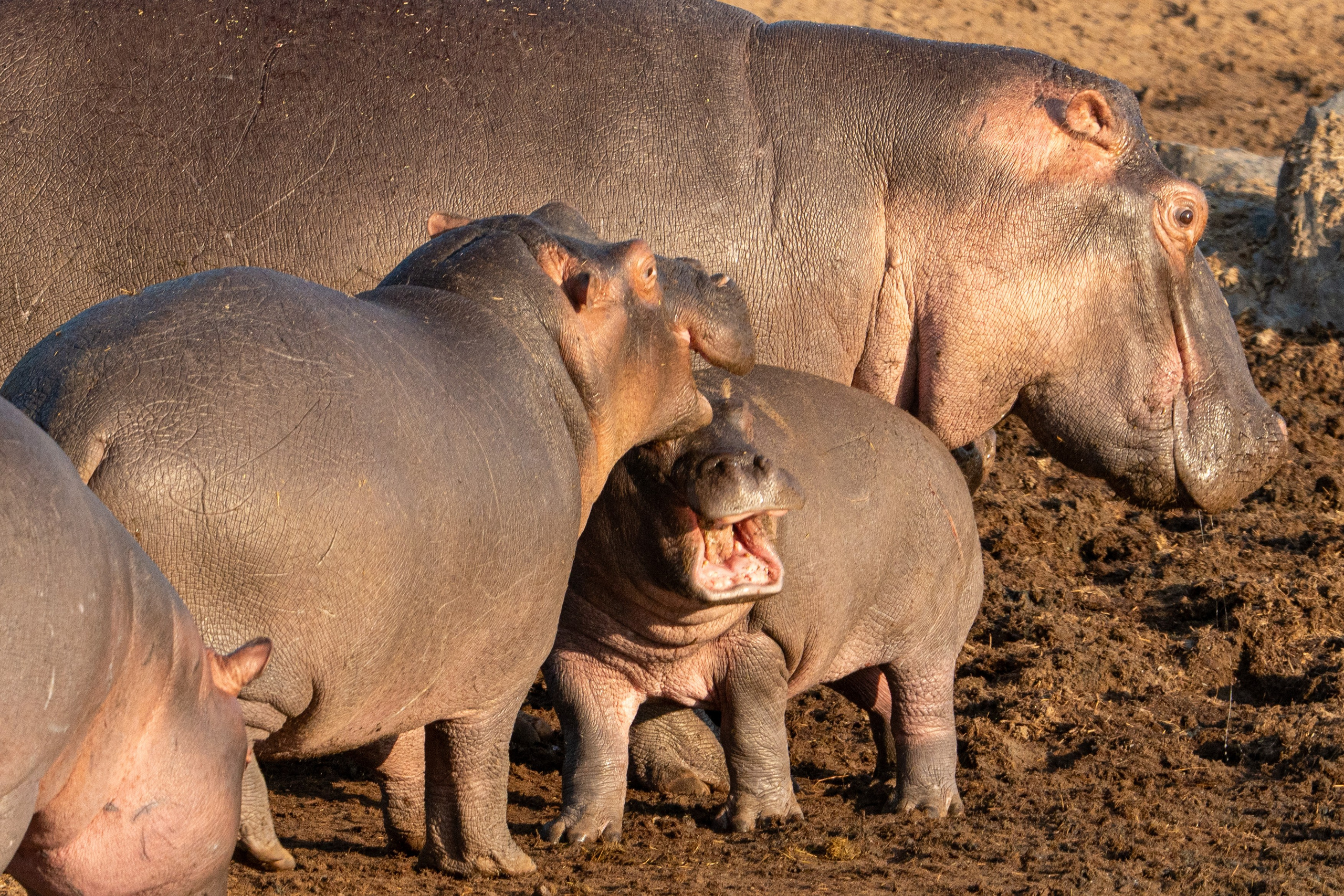 Танзания, сафари, 2025. Творческие сьемки