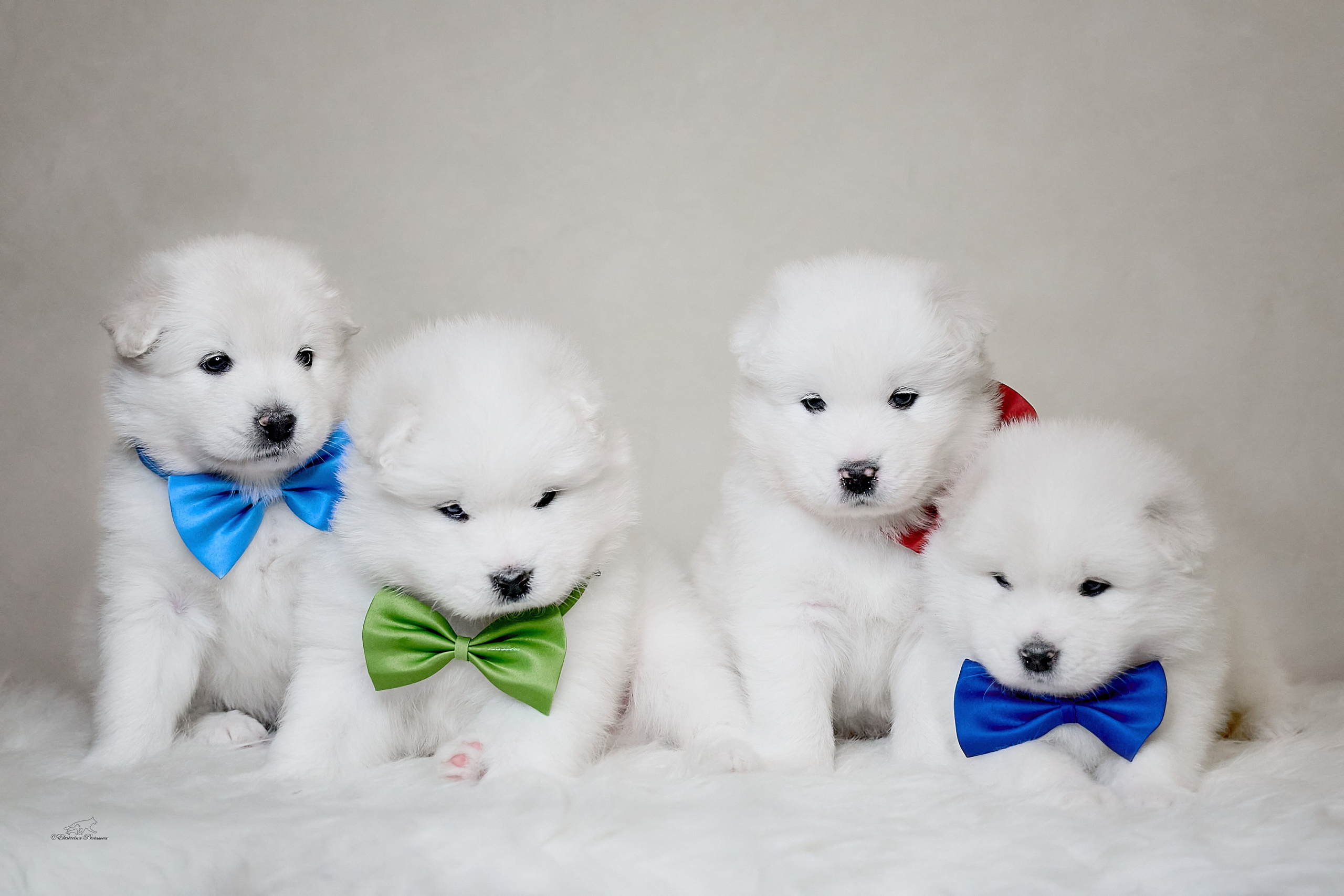 Самоедики. Фотограф-анималист в Иркутске