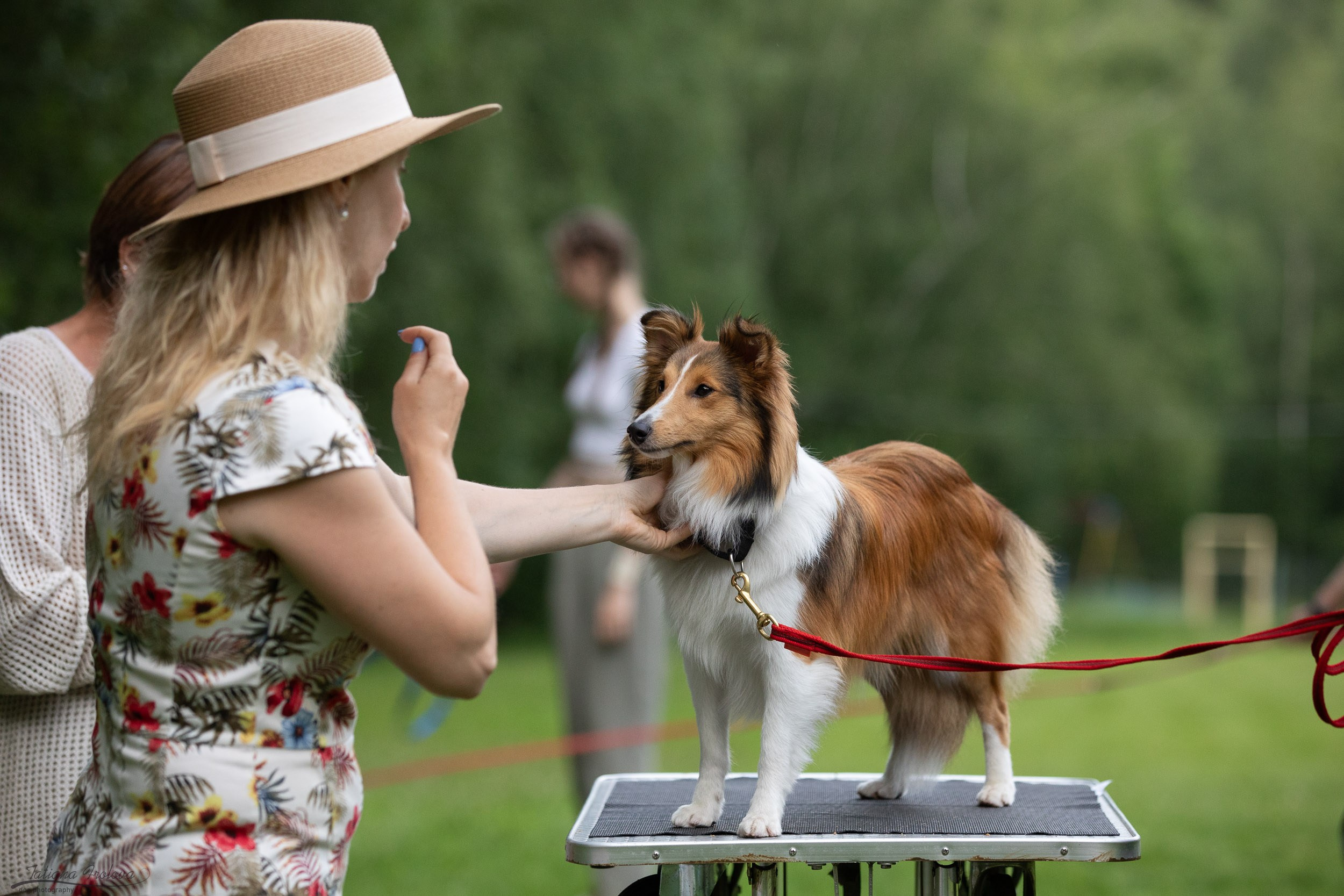 Репортаж с выводки молодняка колли/шелти в Ясенево. Фотограф-анималист в Москве и Московской области Татьяна Фролова