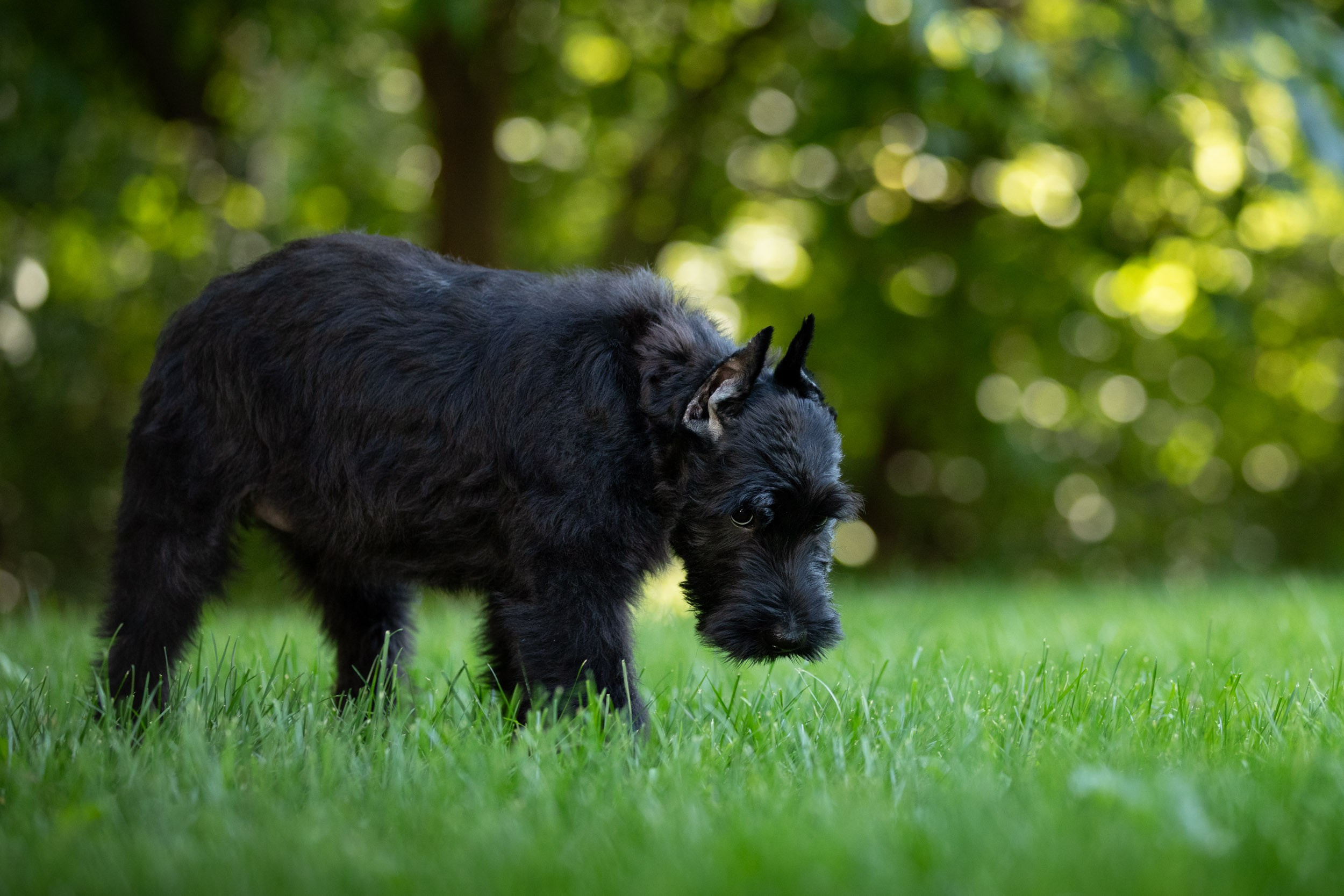 Уличная съемка щенков ризеншнауцера. Фотограф-анималист в Москве и Московской области Татьяна Фролова