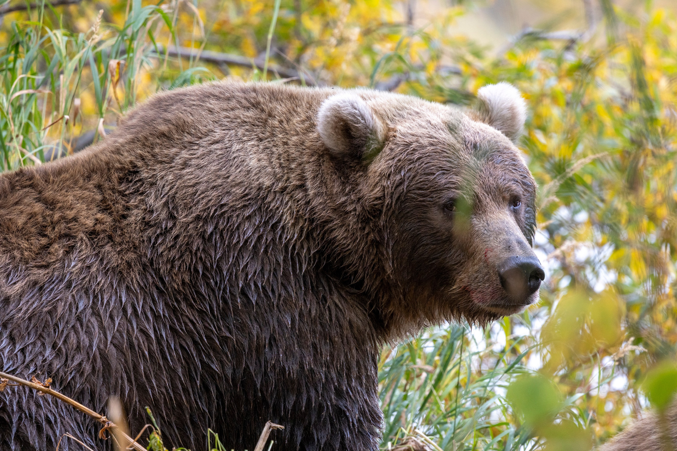 Фототур на Курильское озеро — медведи, нерест лососей и вулканы. Время Камчатки: чтобы найти свой путь, нужно скорость умножить на время