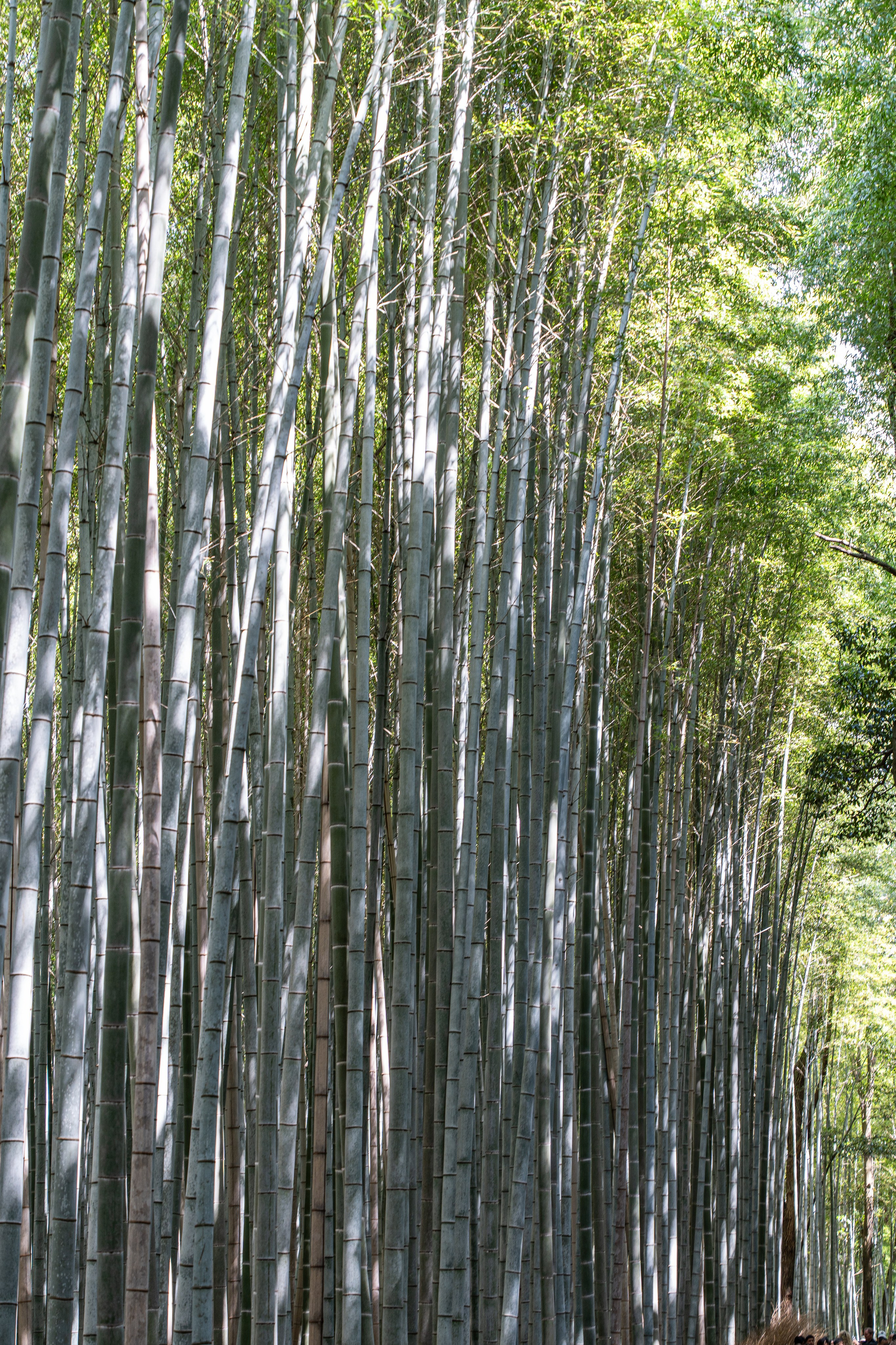 Япония, сакура. Творческие сьемки