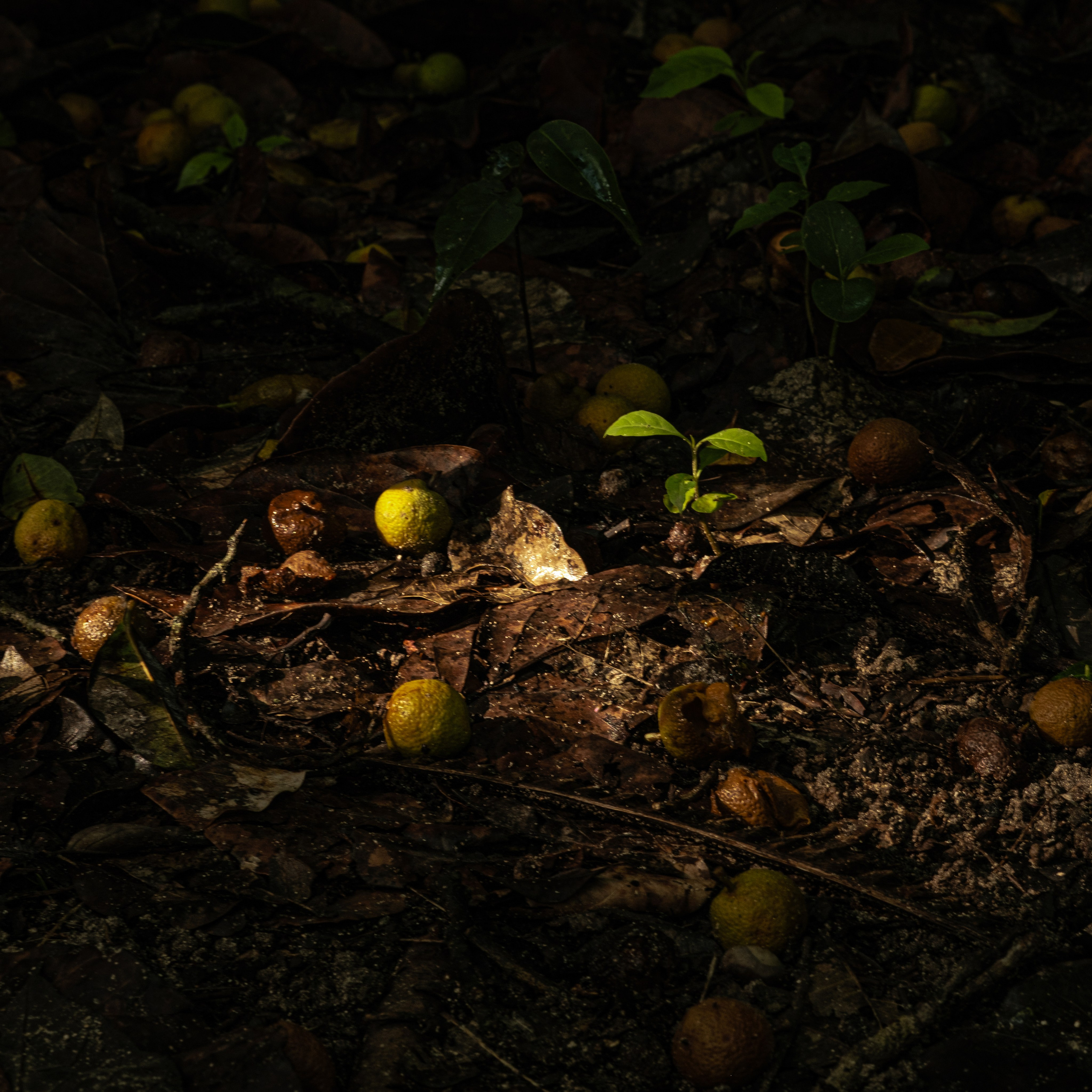 Momotus Azul. Margarita Rodionova — a contemporary lens-based artist currently working in Cancun, Mexico