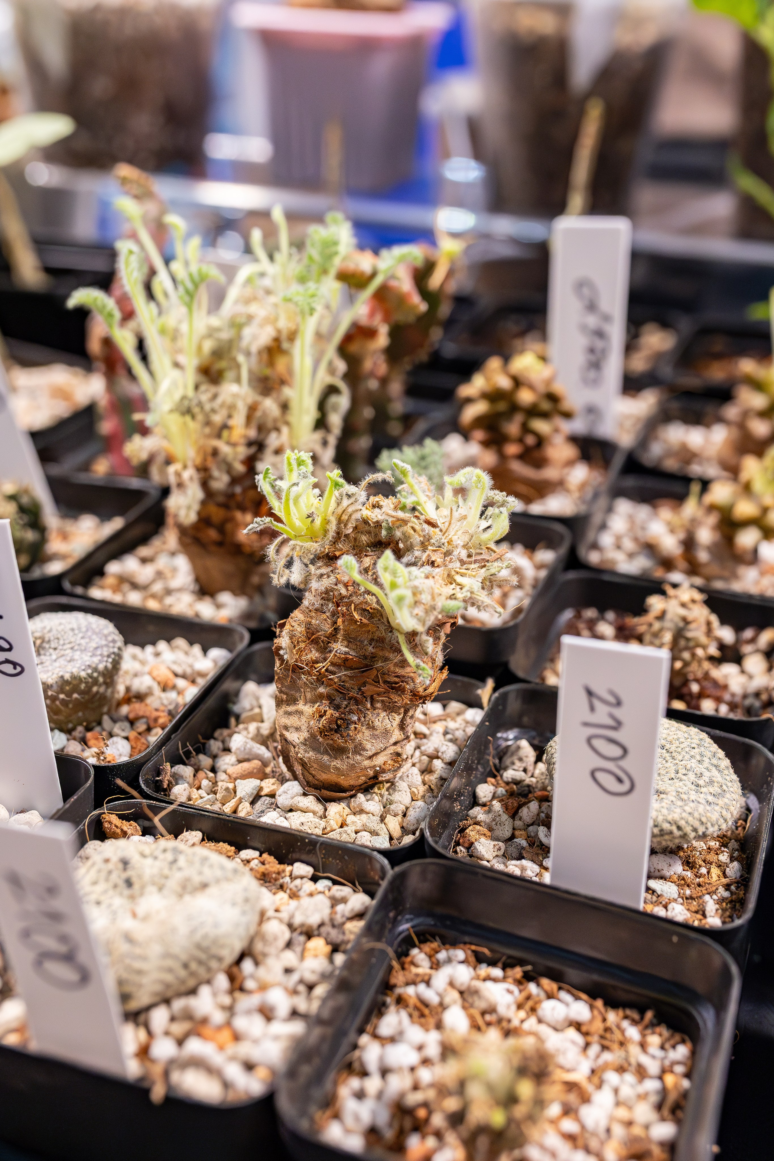 Монстериум апрель 2026. Александра Куликова фотограф, Москва