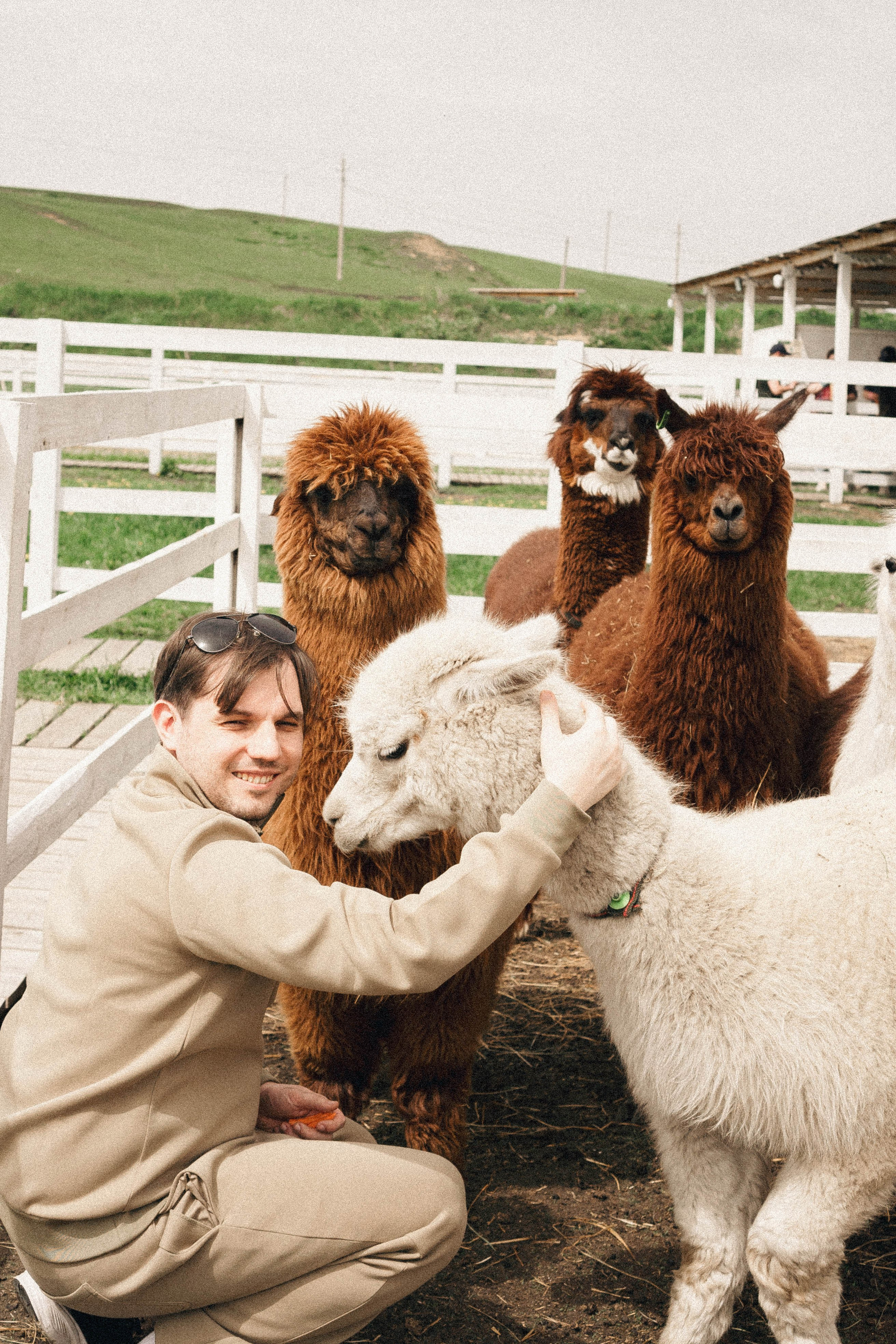 Ферма Альпак. Профессиональный фотограф, Санкт-Петербург — Виктория Богомолова