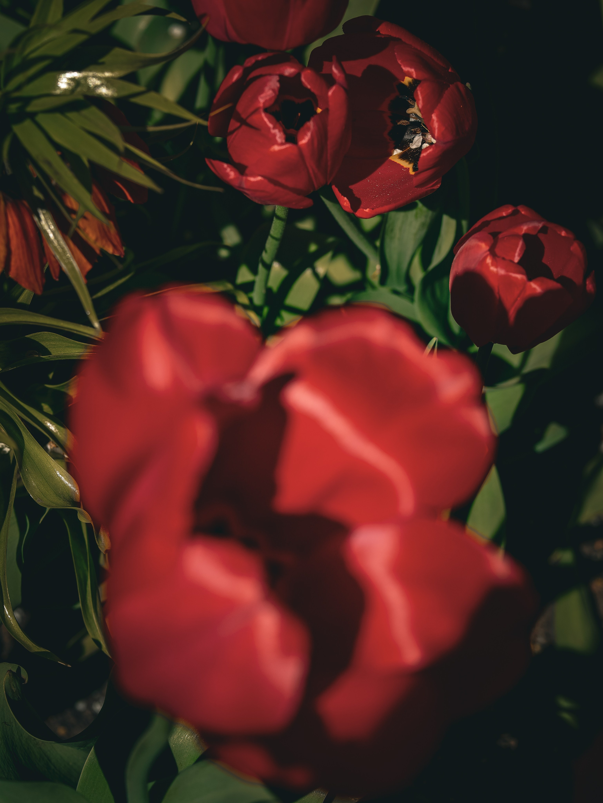 Природа &. Фотохудожник в СПб