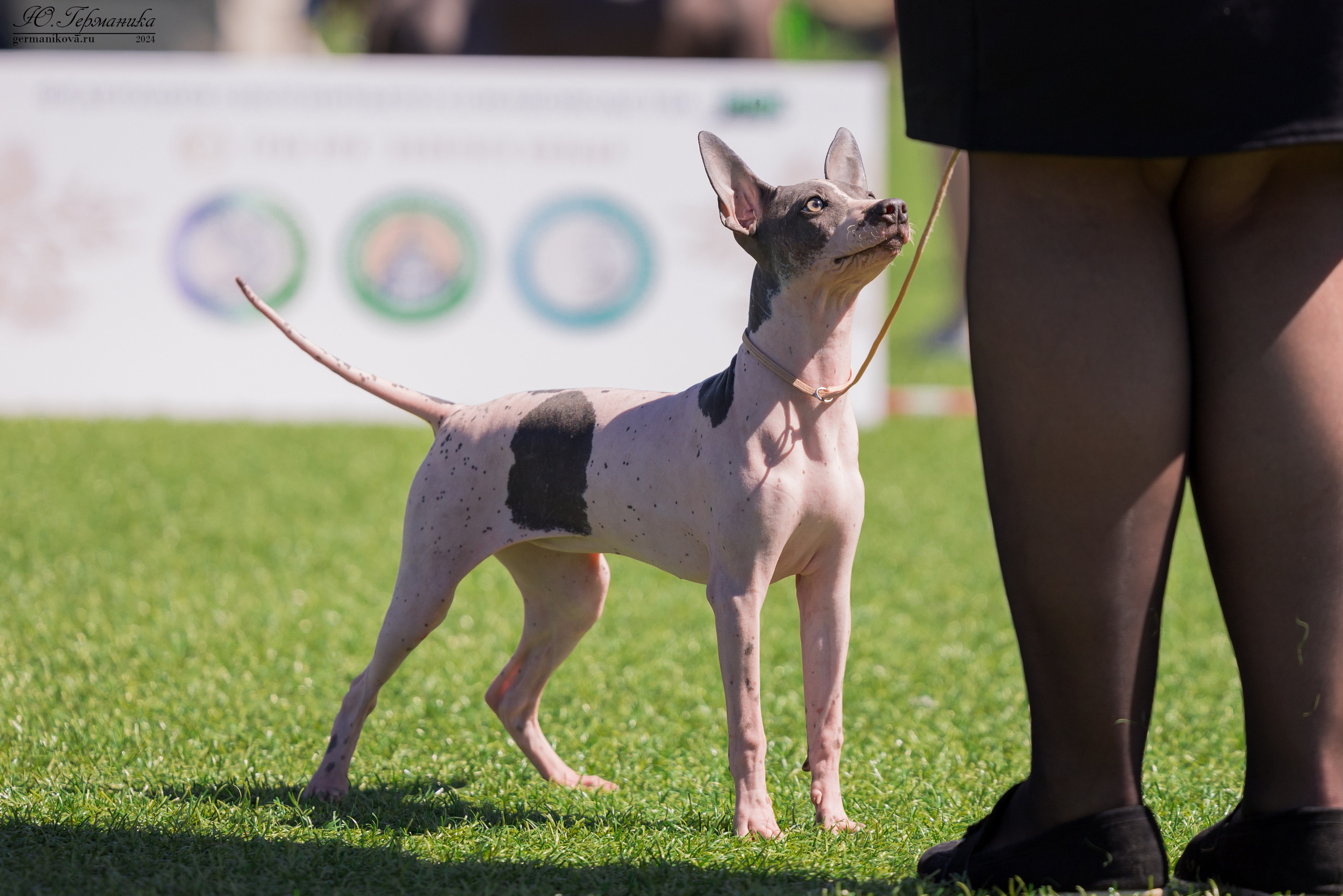 Суздаль 18-19.05.2024. Фотограф-анималист Юлия Германика