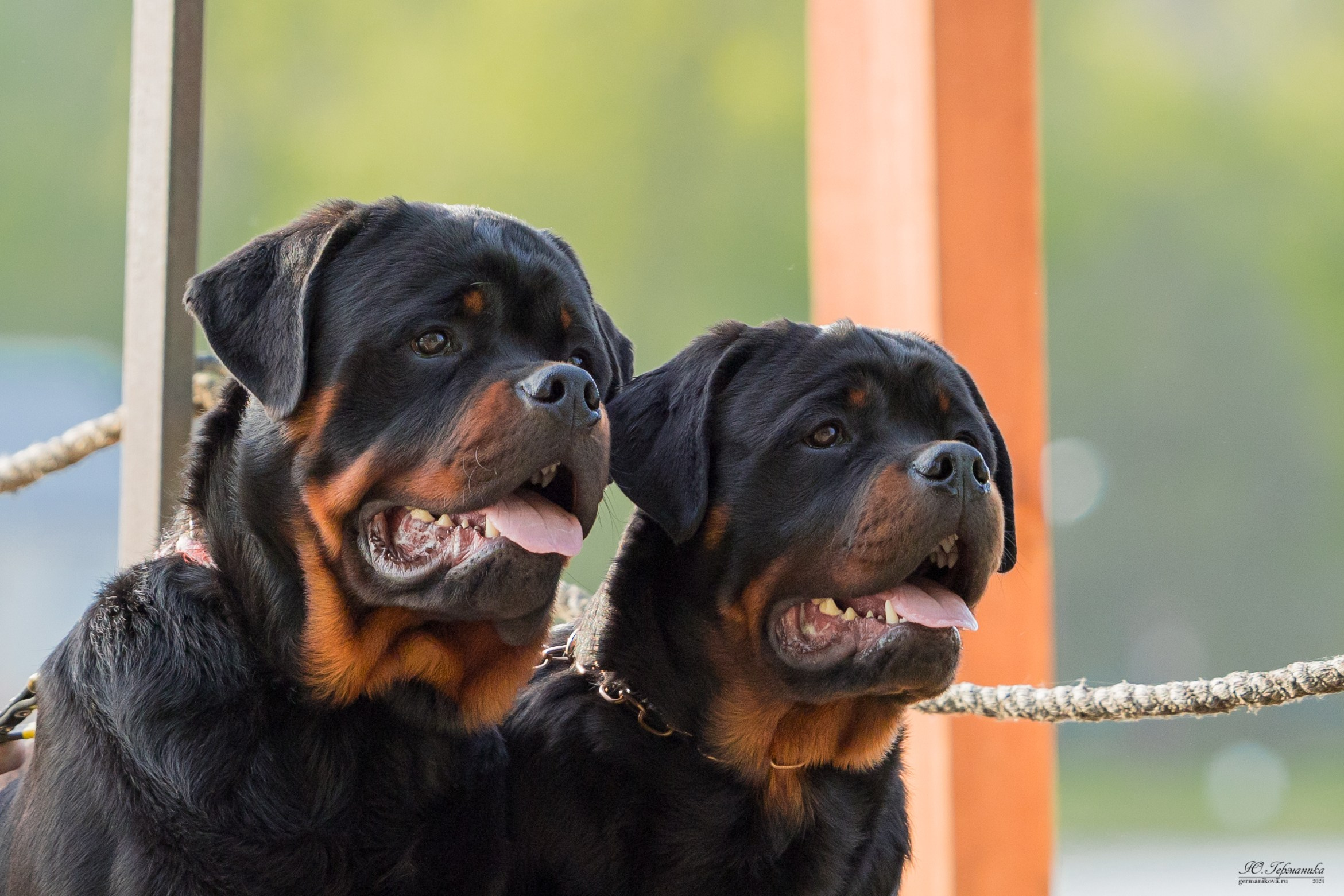 Саратов 2 х моно ротвейлеров 28-29.04.2024