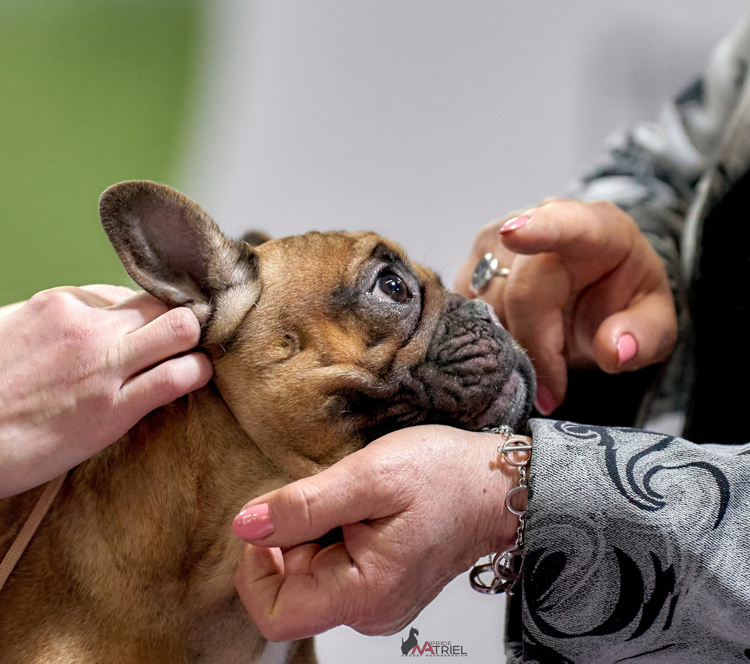 Работа в рингах — галерея NATRIEL