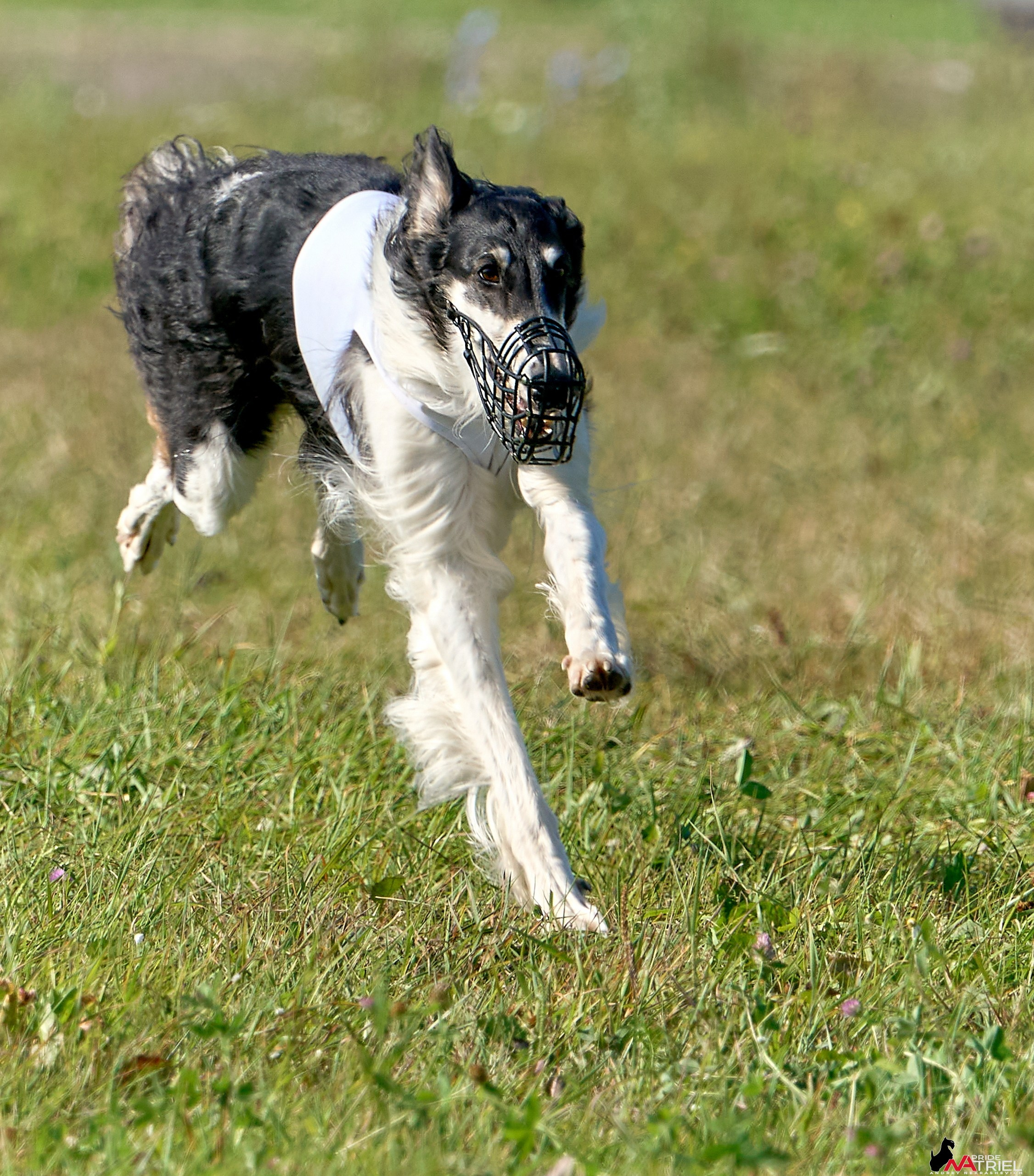 Съемка курсинг — галерея NATRIEL