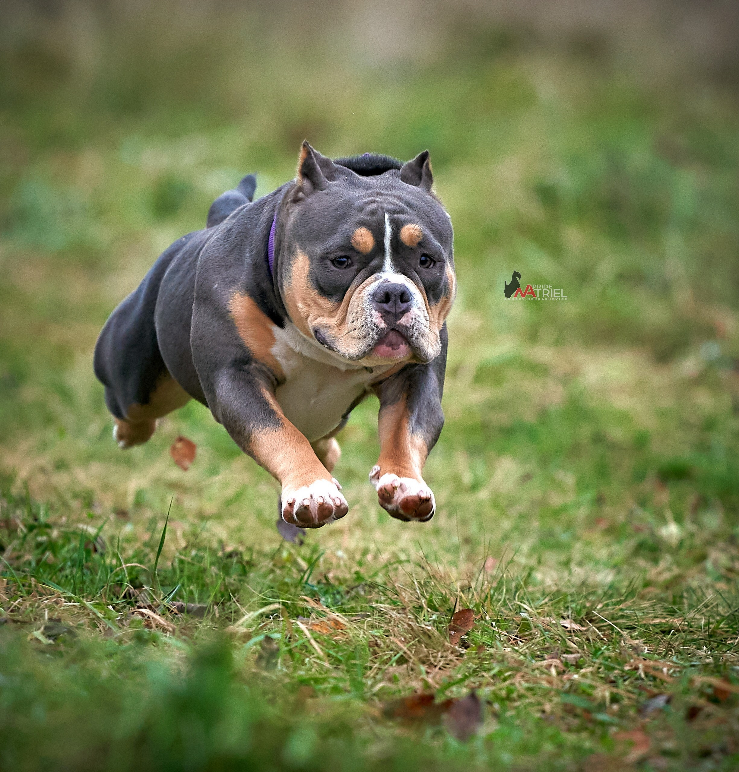 Прогулка в движении — галерея NATRIEL