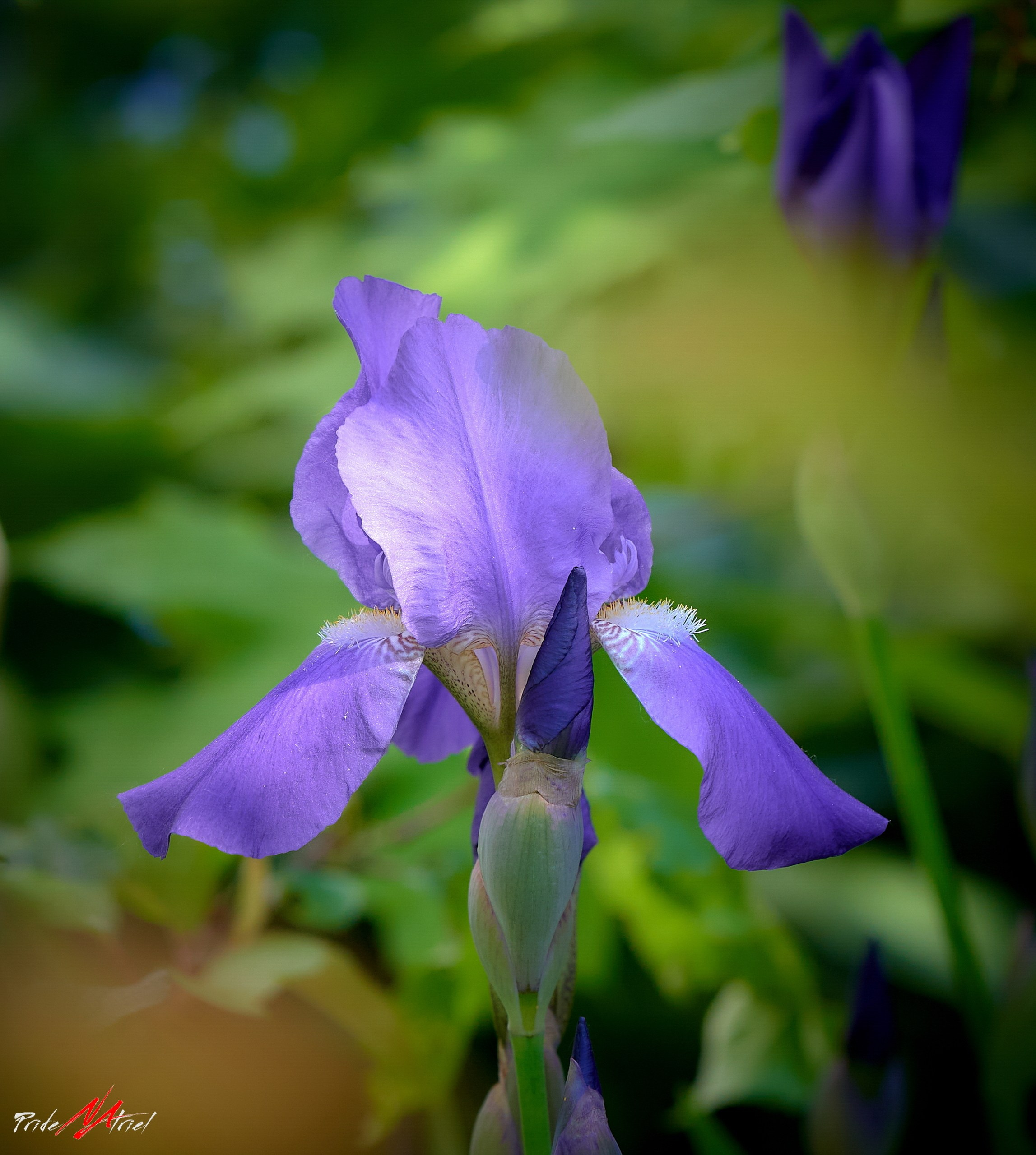 Лютики-цветочки — галерея NATRIEL