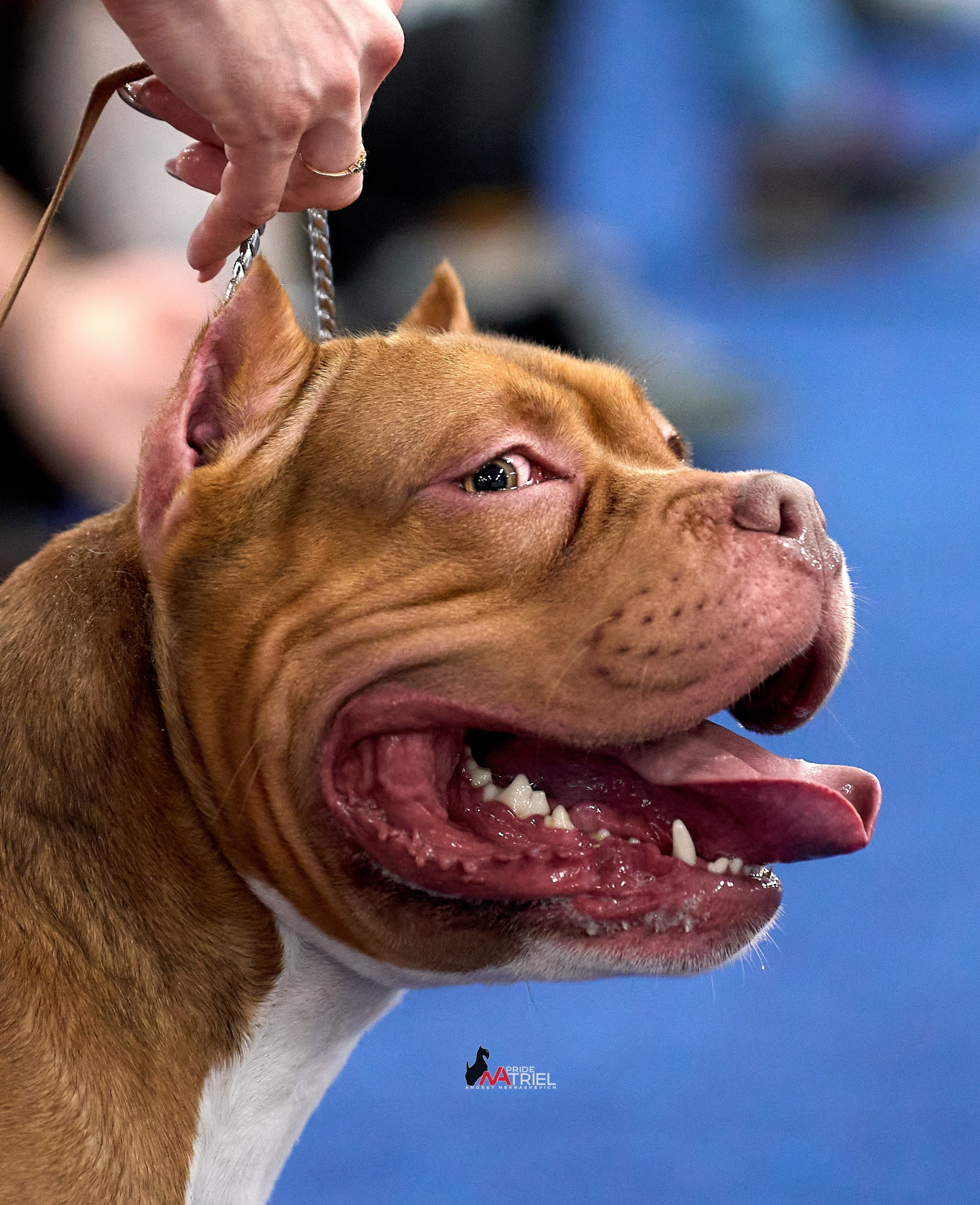 Съемка на выставке БуллиШоу