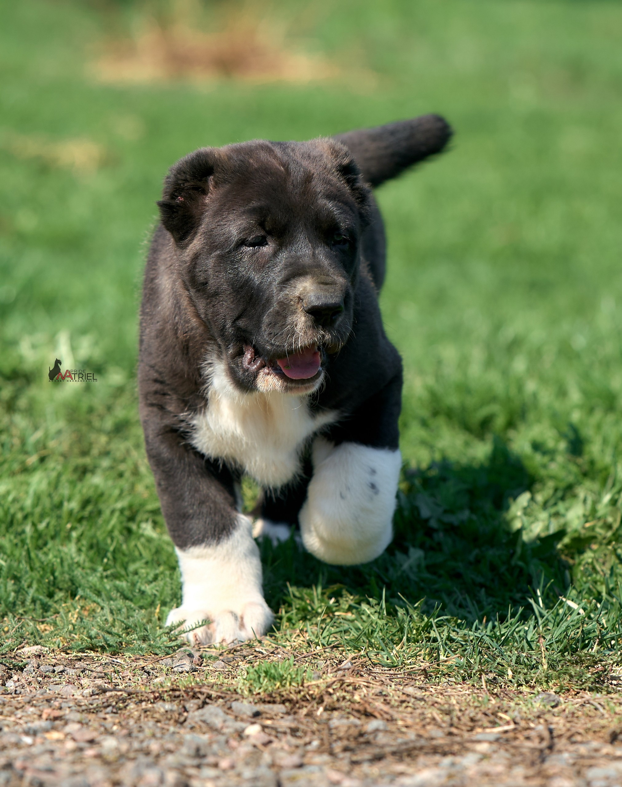 Среднеазиаты — щенки и взрослые
