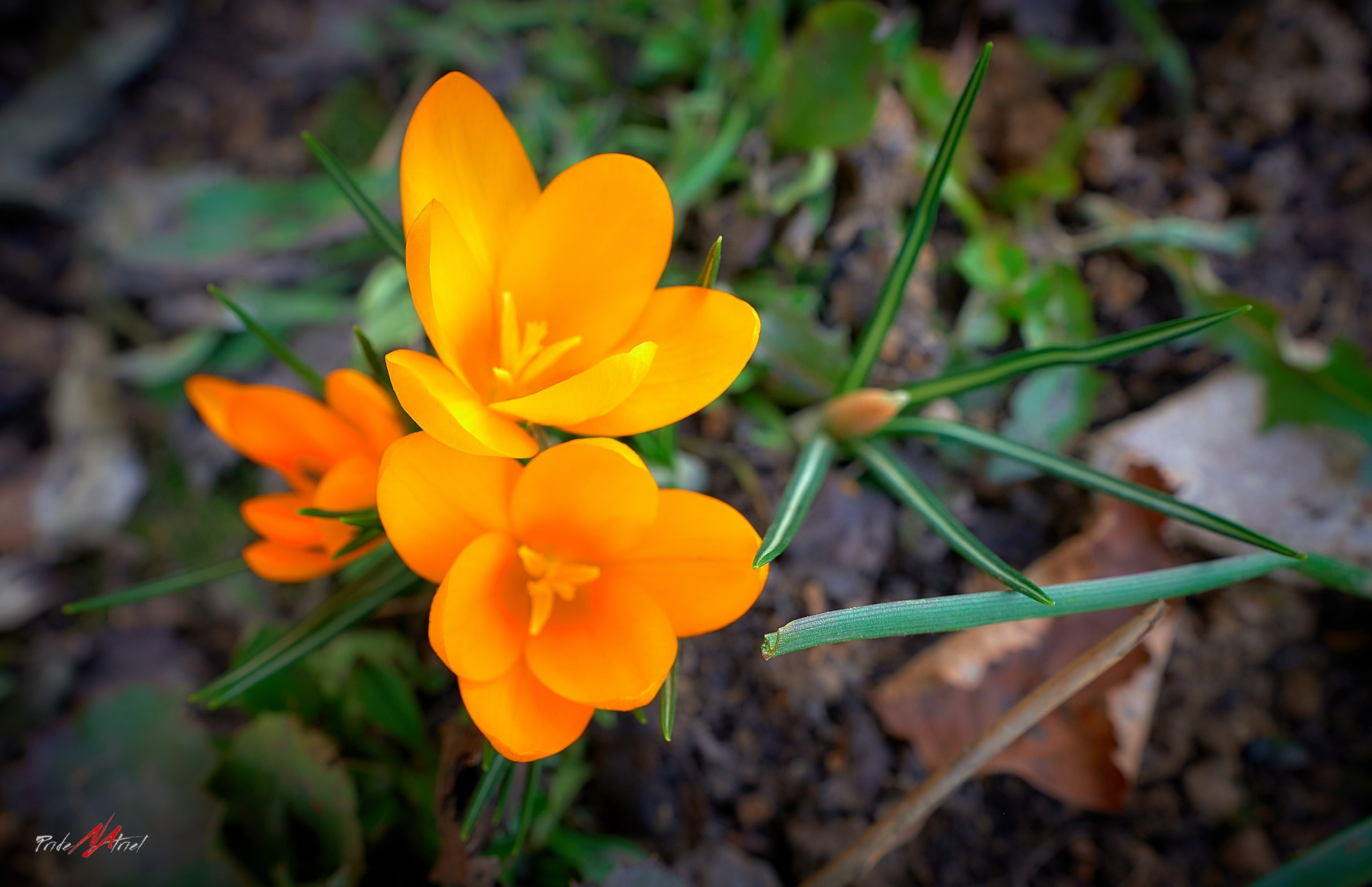 Лютики-цветочки — галерея NATRIEL
