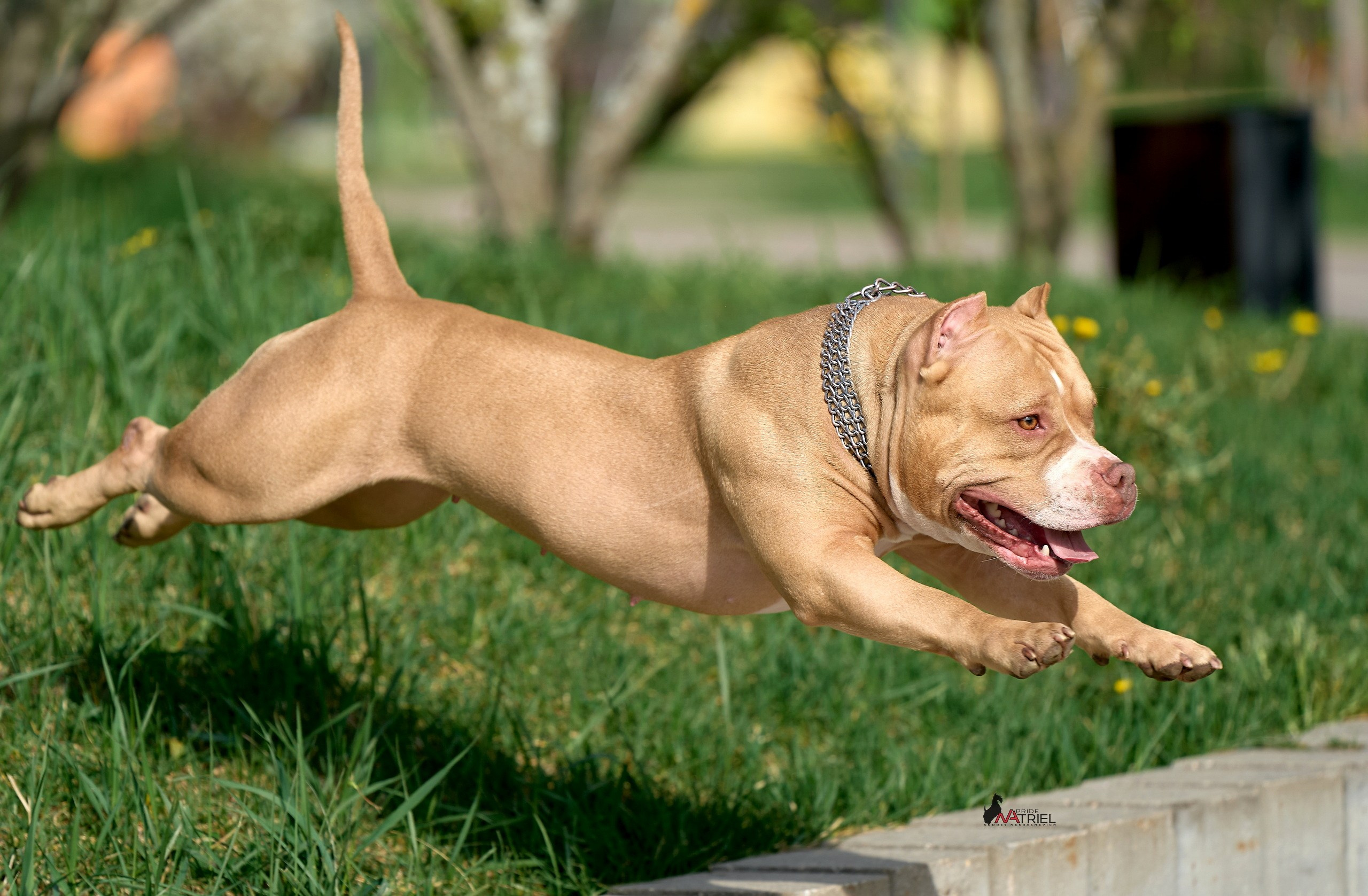 Прогулка в движении — галерея NATRIEL