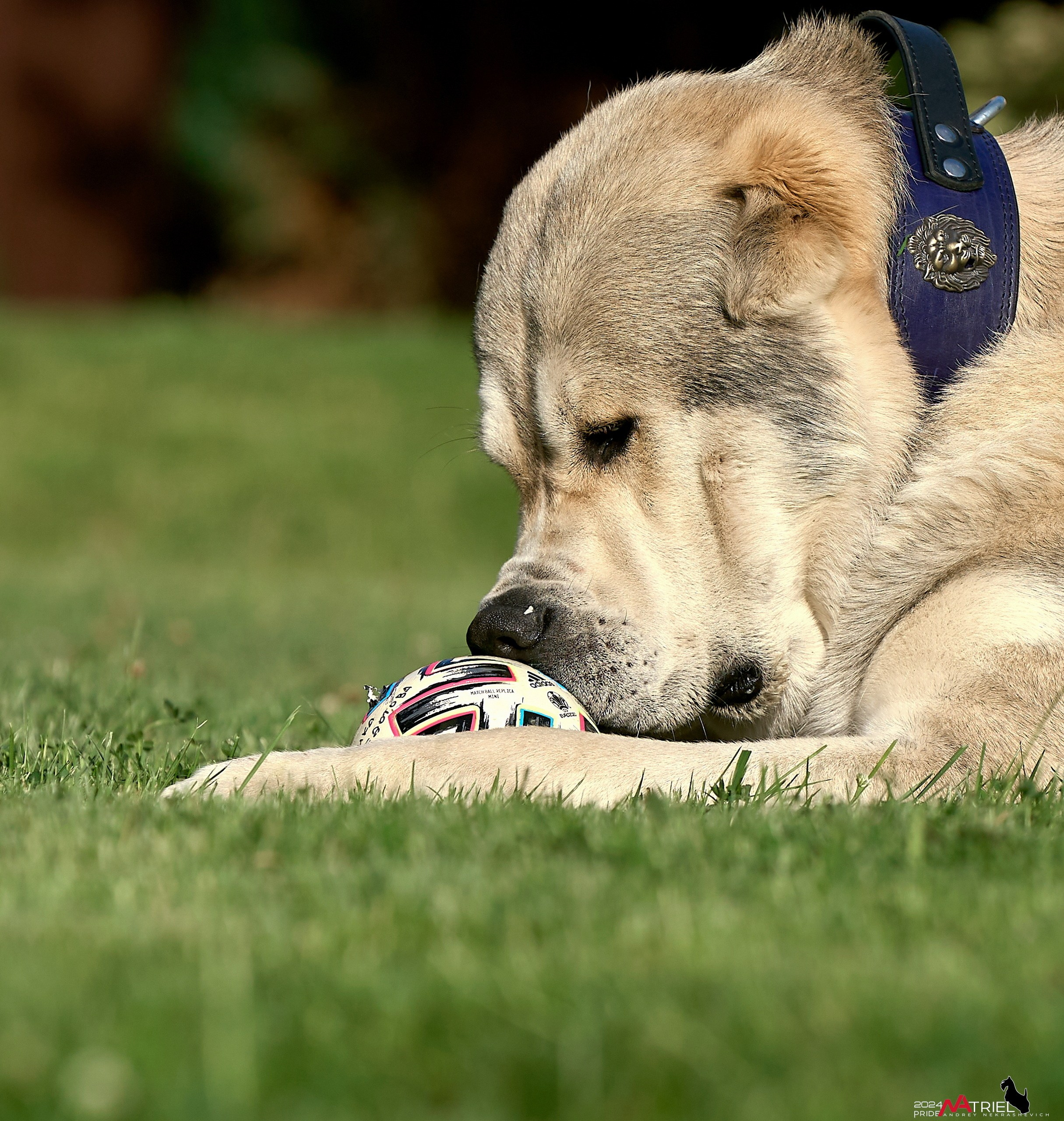 Съемка собак с выездом к Вам в дом