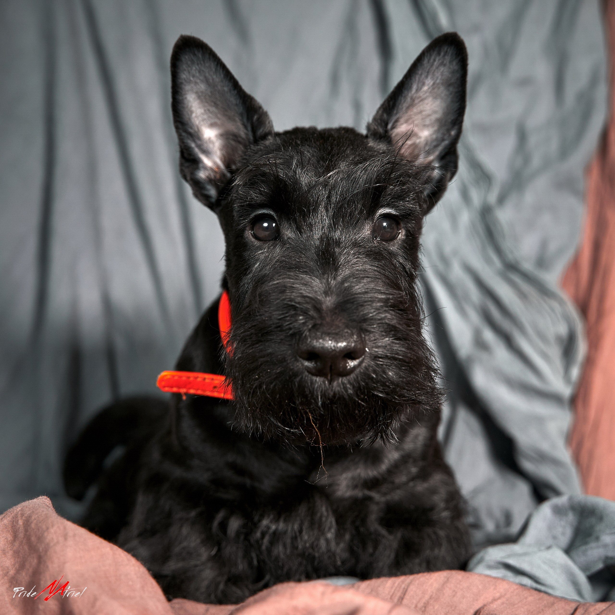 Щенки дома — галерея NATRIEL