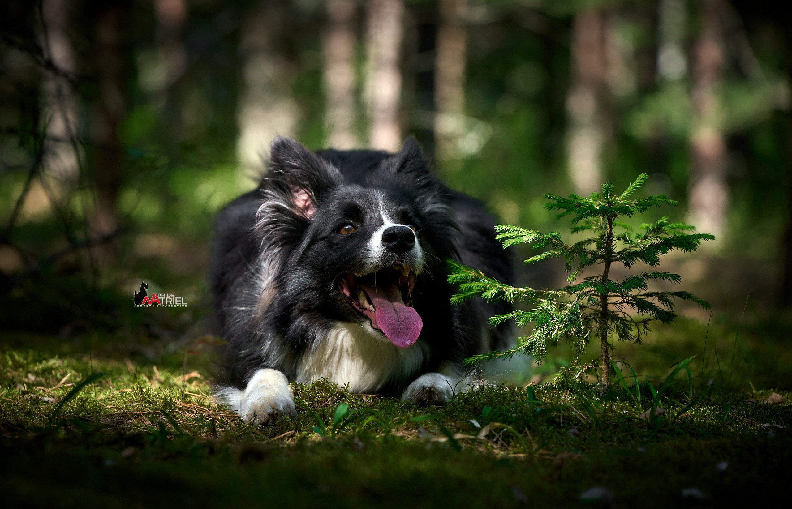 Портфолио NATRIEL