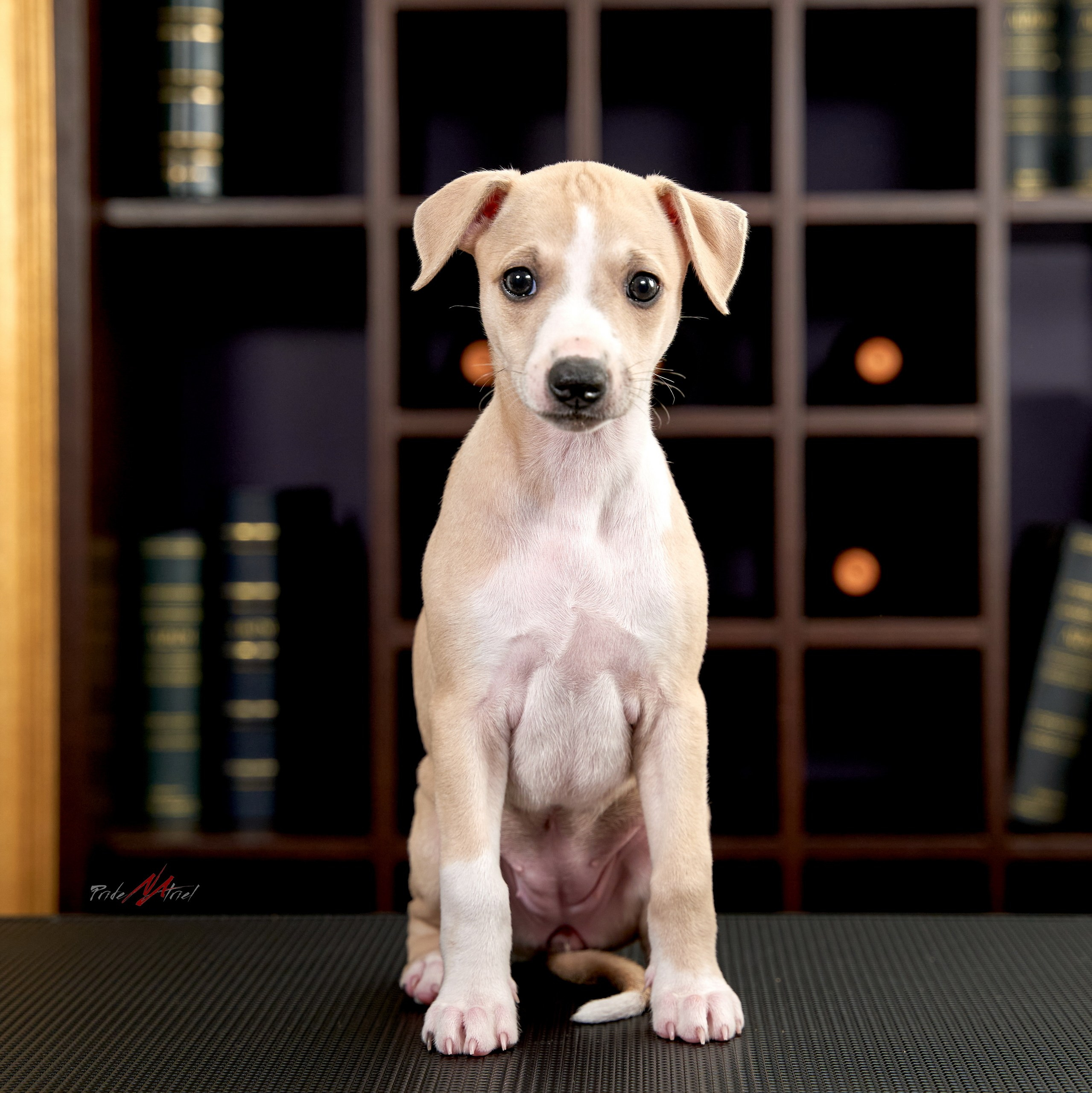 Щенки дома — галерея NATRIEL