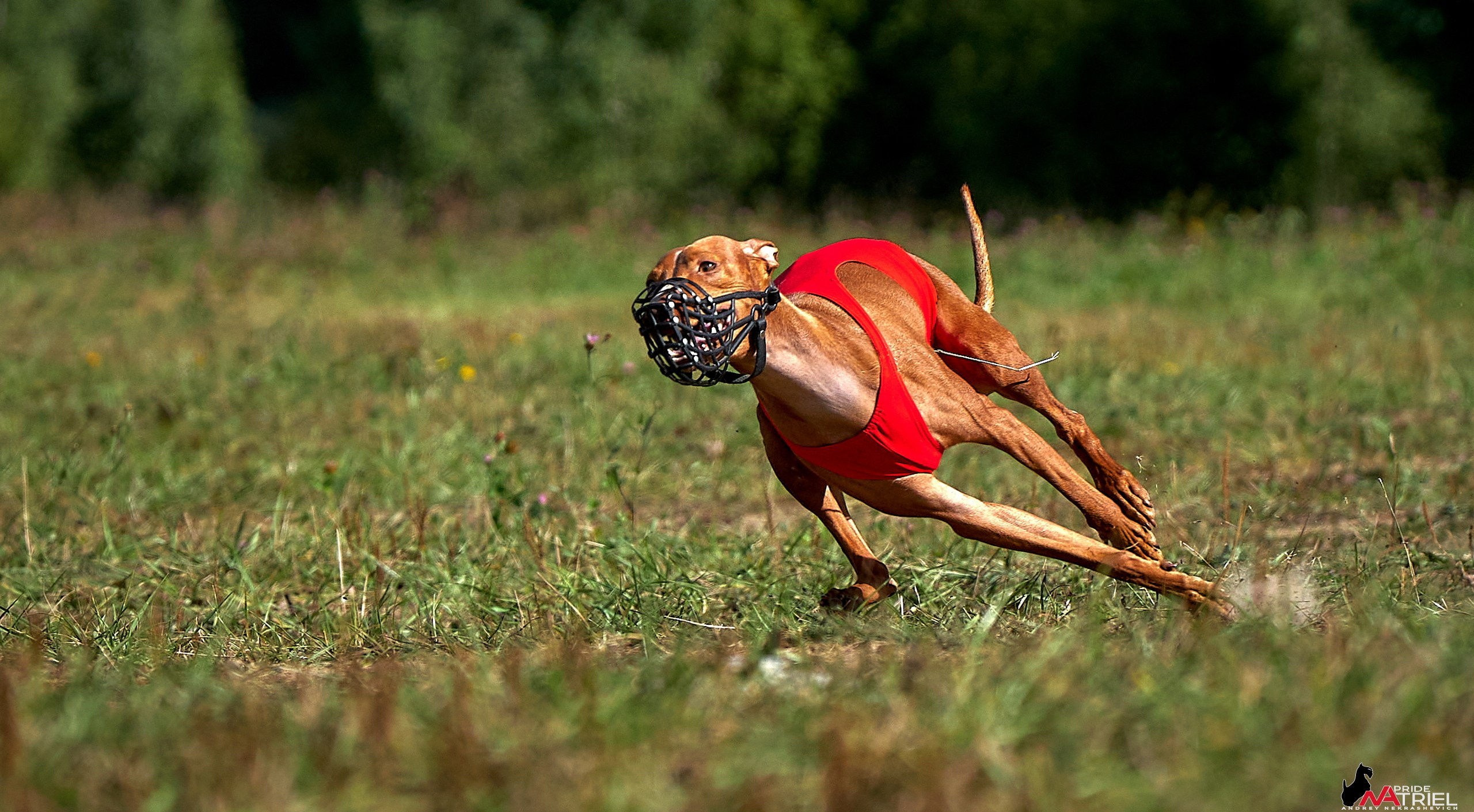 Съемка курсинг — галерея NATRIEL