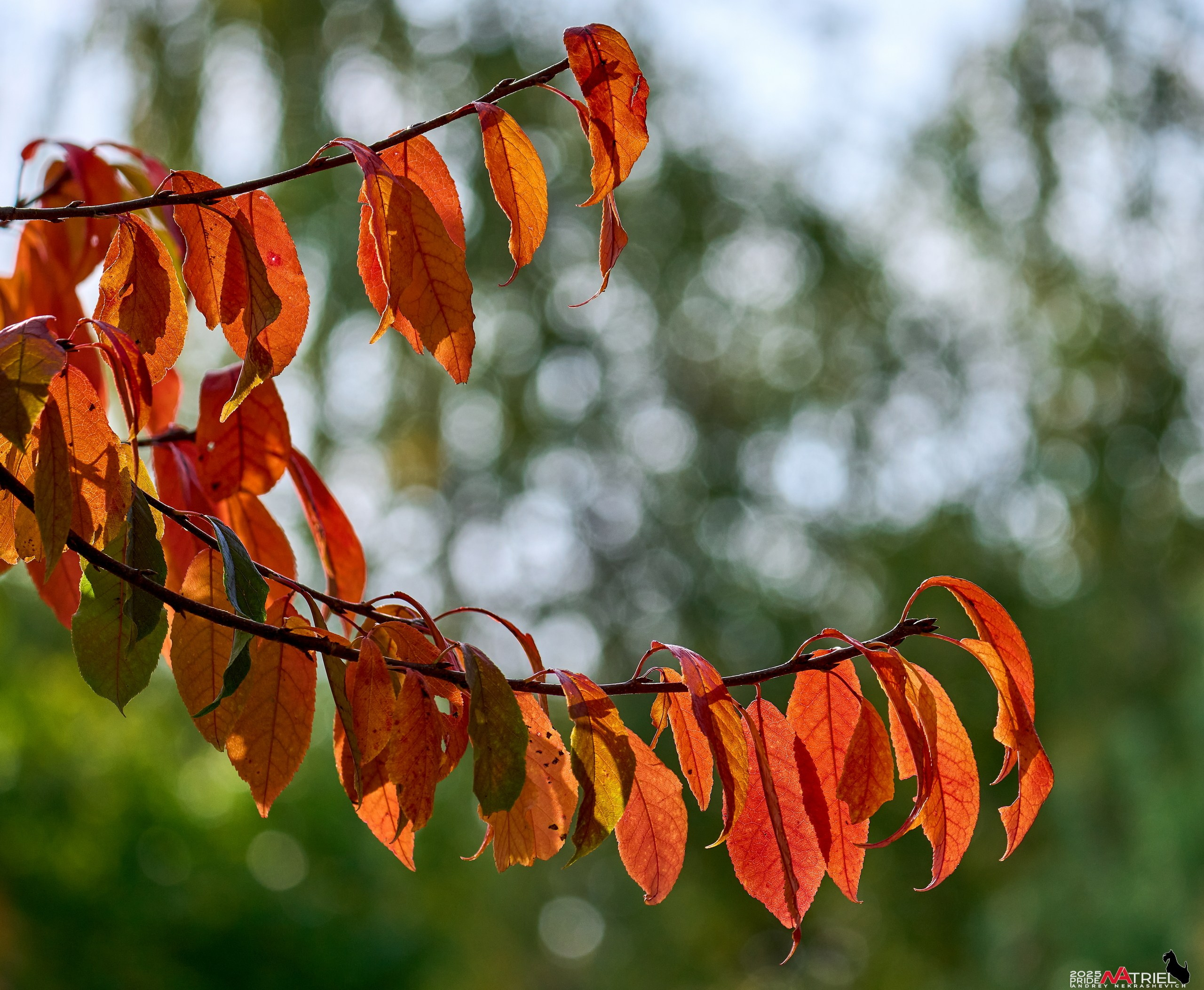 Съемка с объективом Sony 200-600 на камеру Sony A1m2