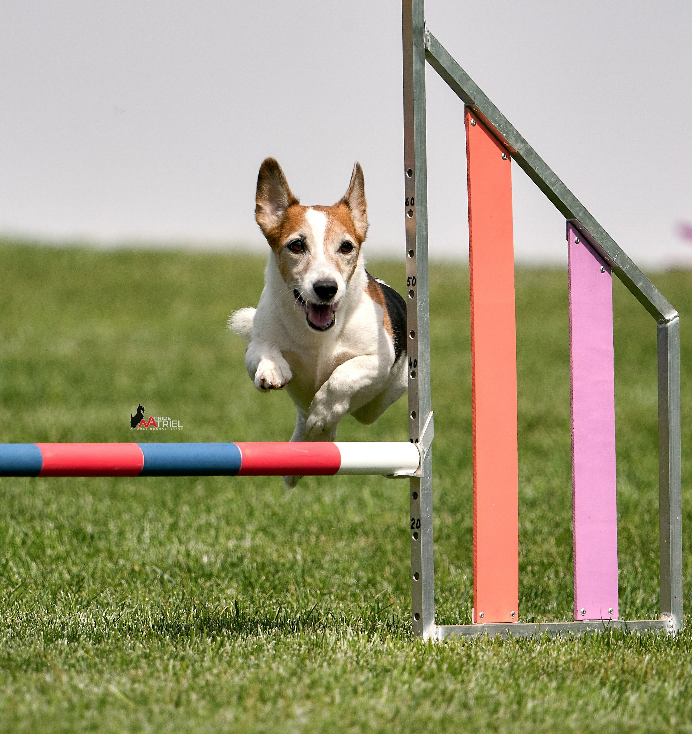 Аджилити — галерея NATRIEL