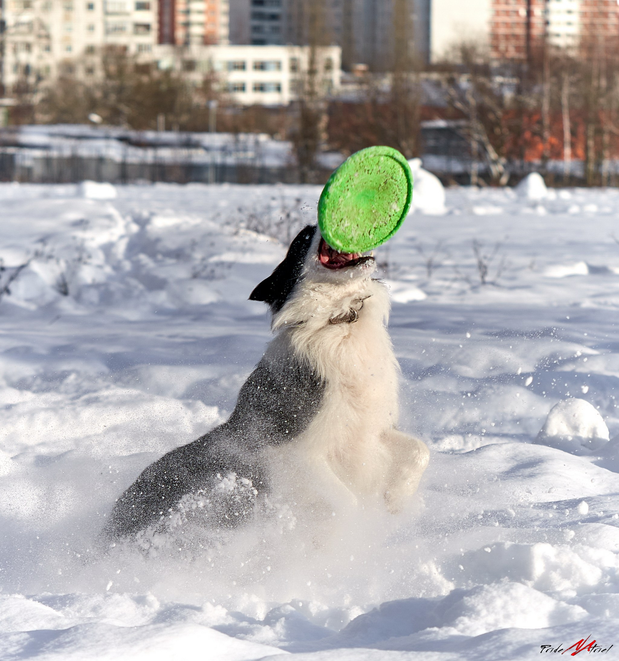 Обидиенс и танцы с собаками — галерея NATRIEL