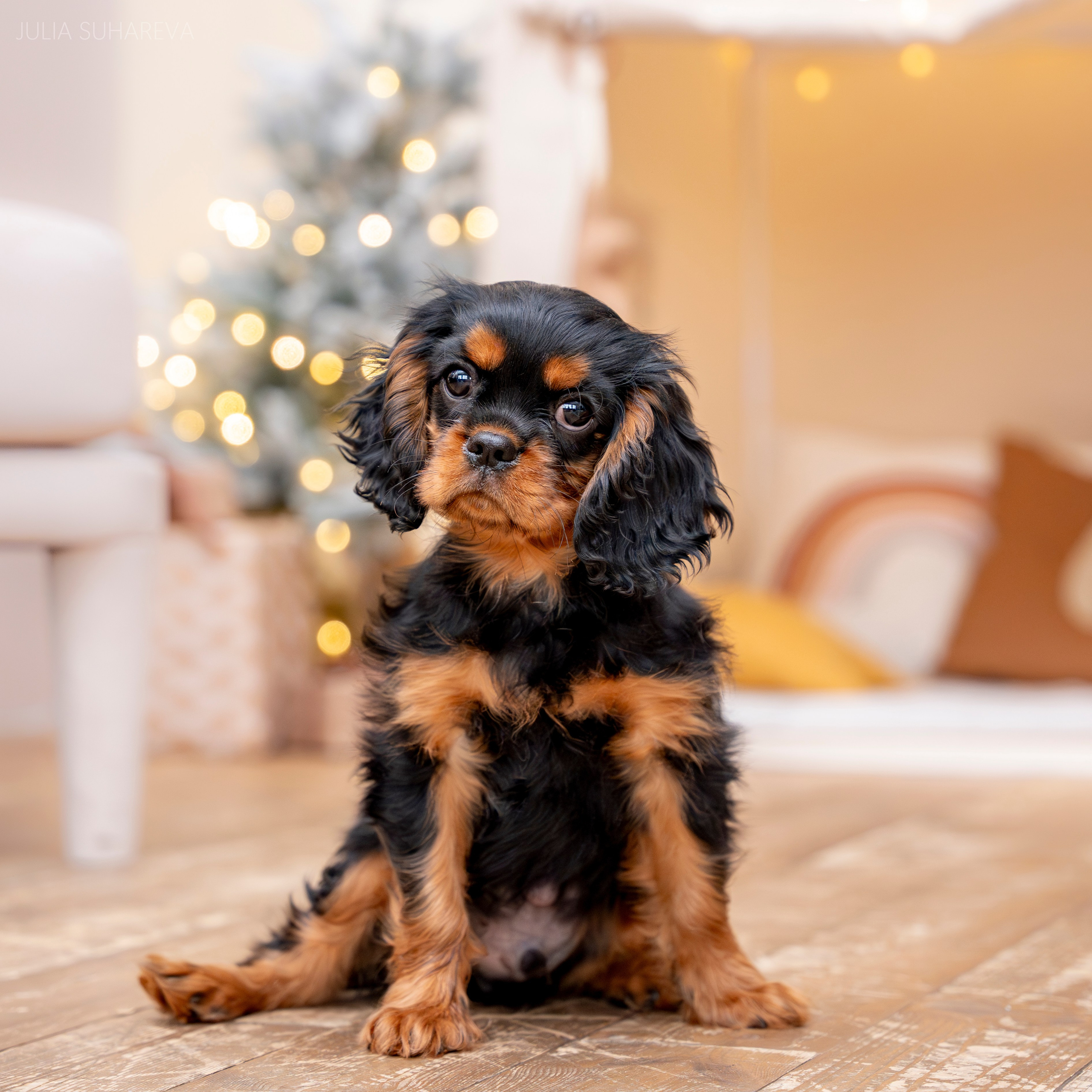 Щенки Кавалер кинг-чарльз-спаниель (Новый год). Главная