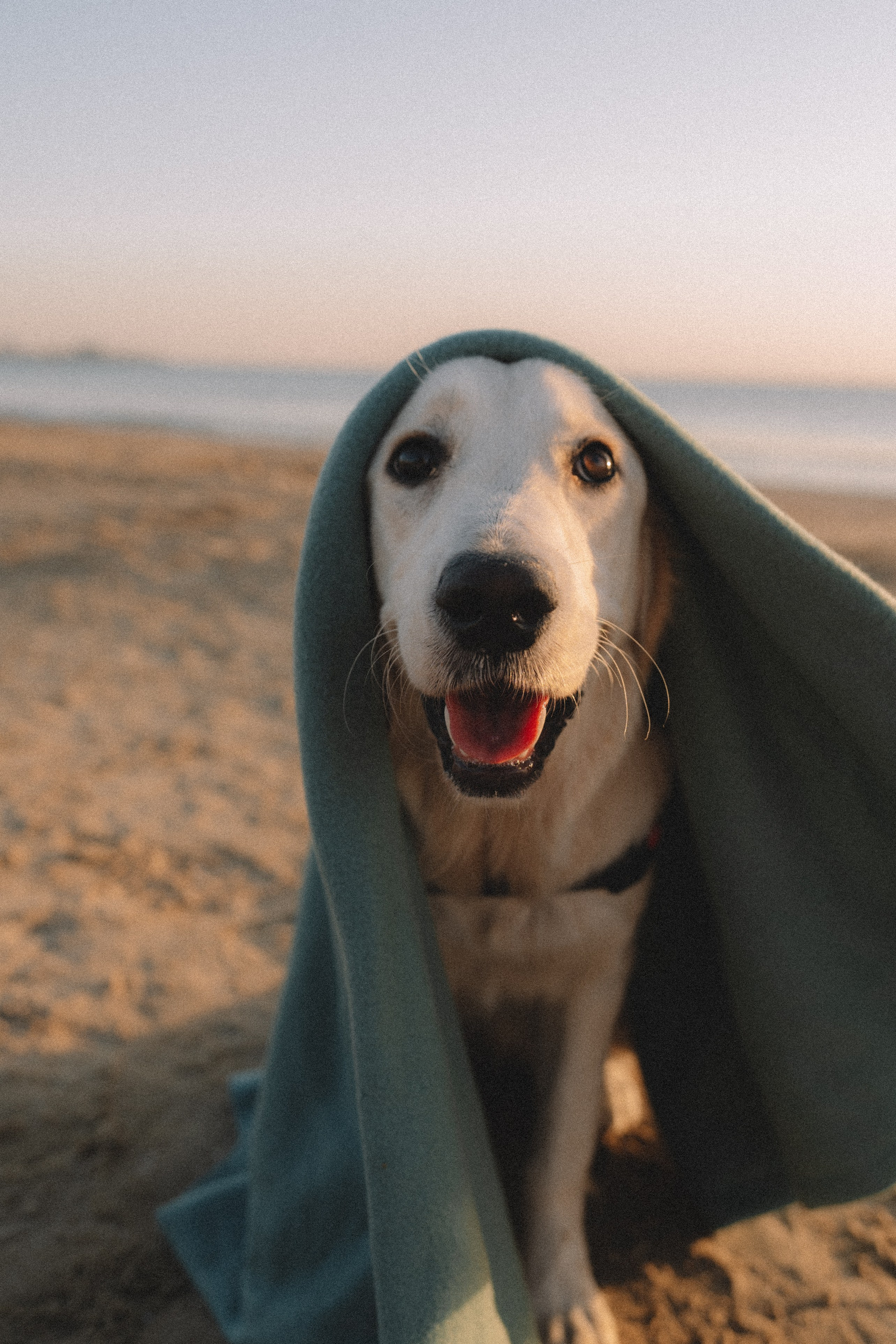 DogsVibe. Фотограф в Анапе Муратова Анна