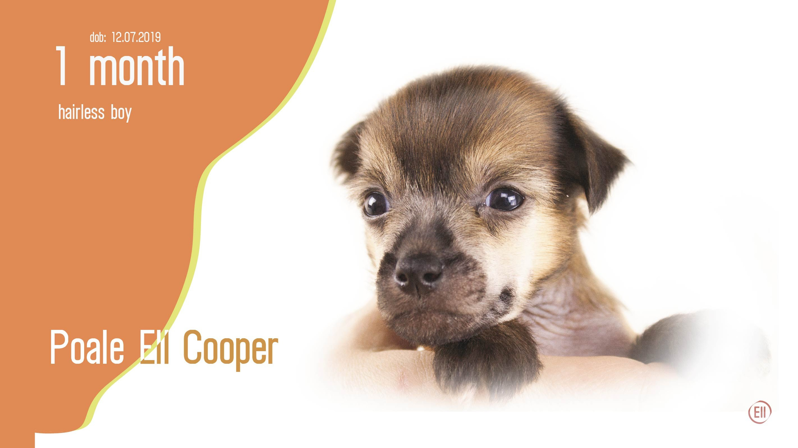 Litter C. Chinese Crested Dog Kennel Poale Ell