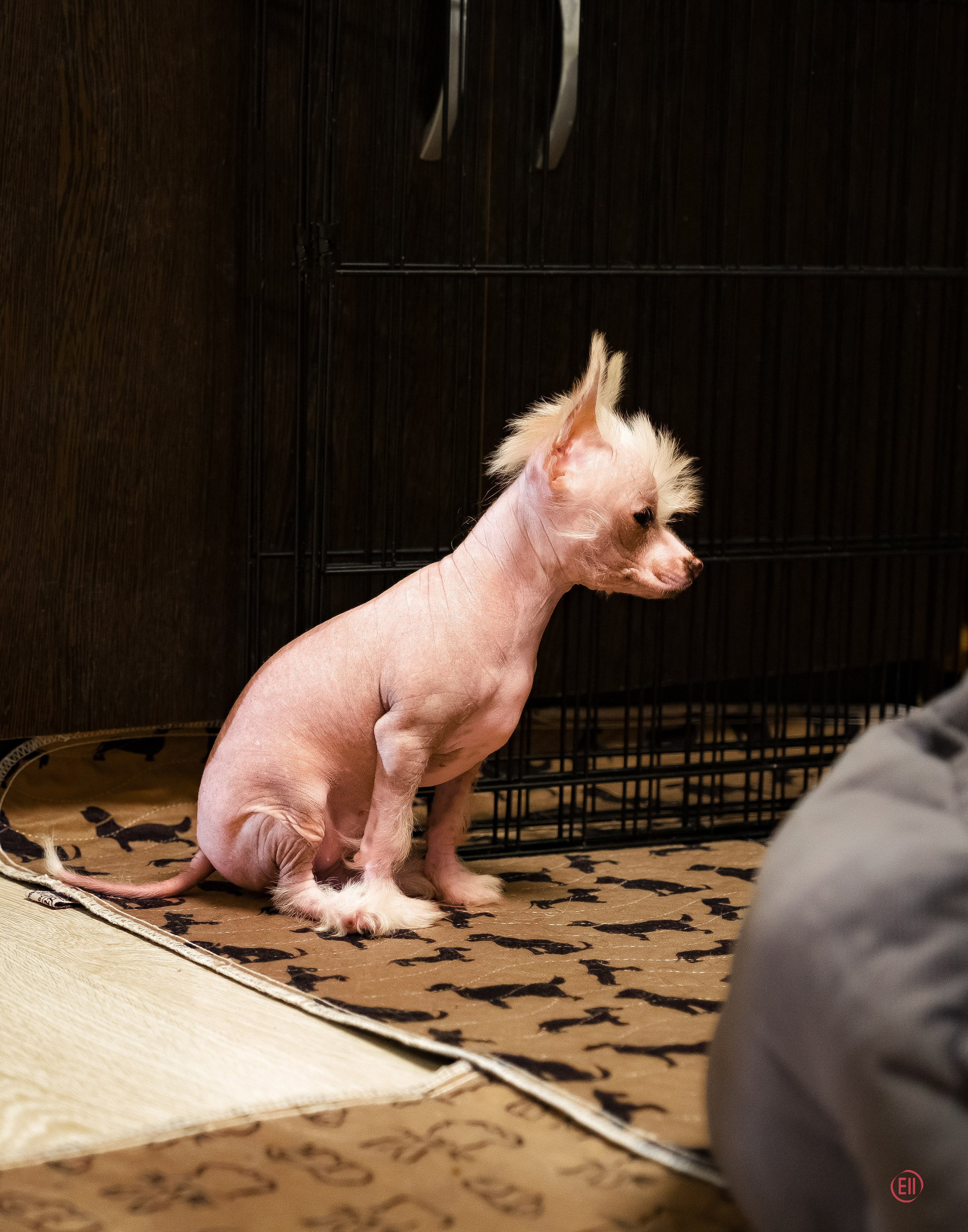 С наступающим 2026 Новым Годом!. Poale Ell Chinese Crested Dog Kennel: Buy a puppy from the kennel