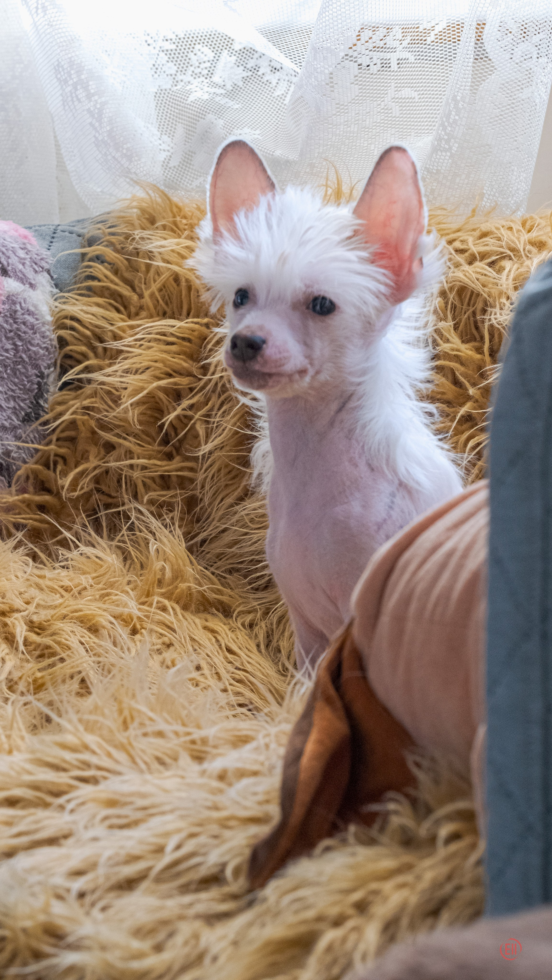 В гостях у питомника Show Galaktika. Питомник китайских хохлатых собак Poale Ell: купить щенка в питомнике