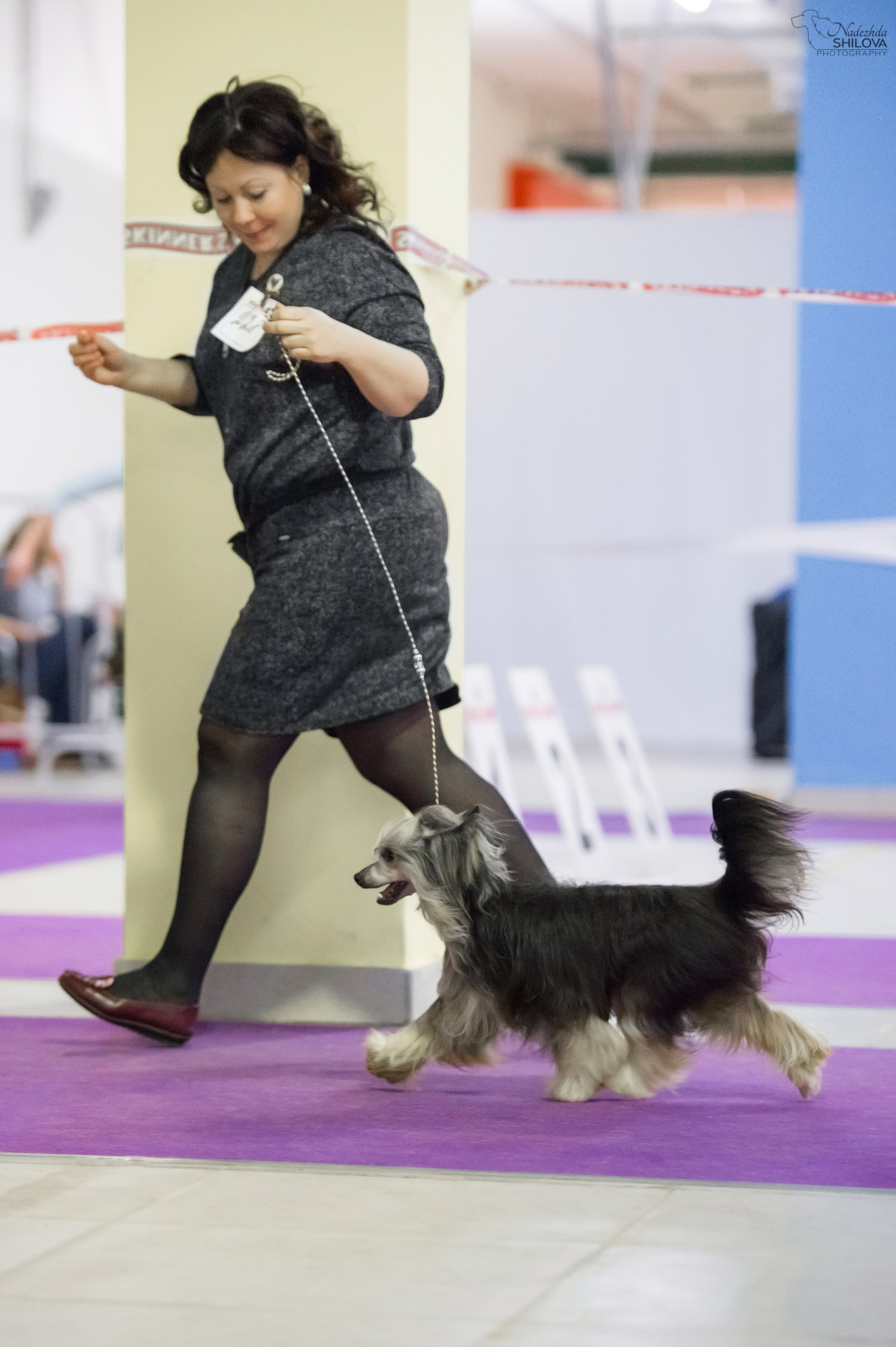 Poale Ell Bazhen. Chinese Crested Dog Kennel Poale Ell