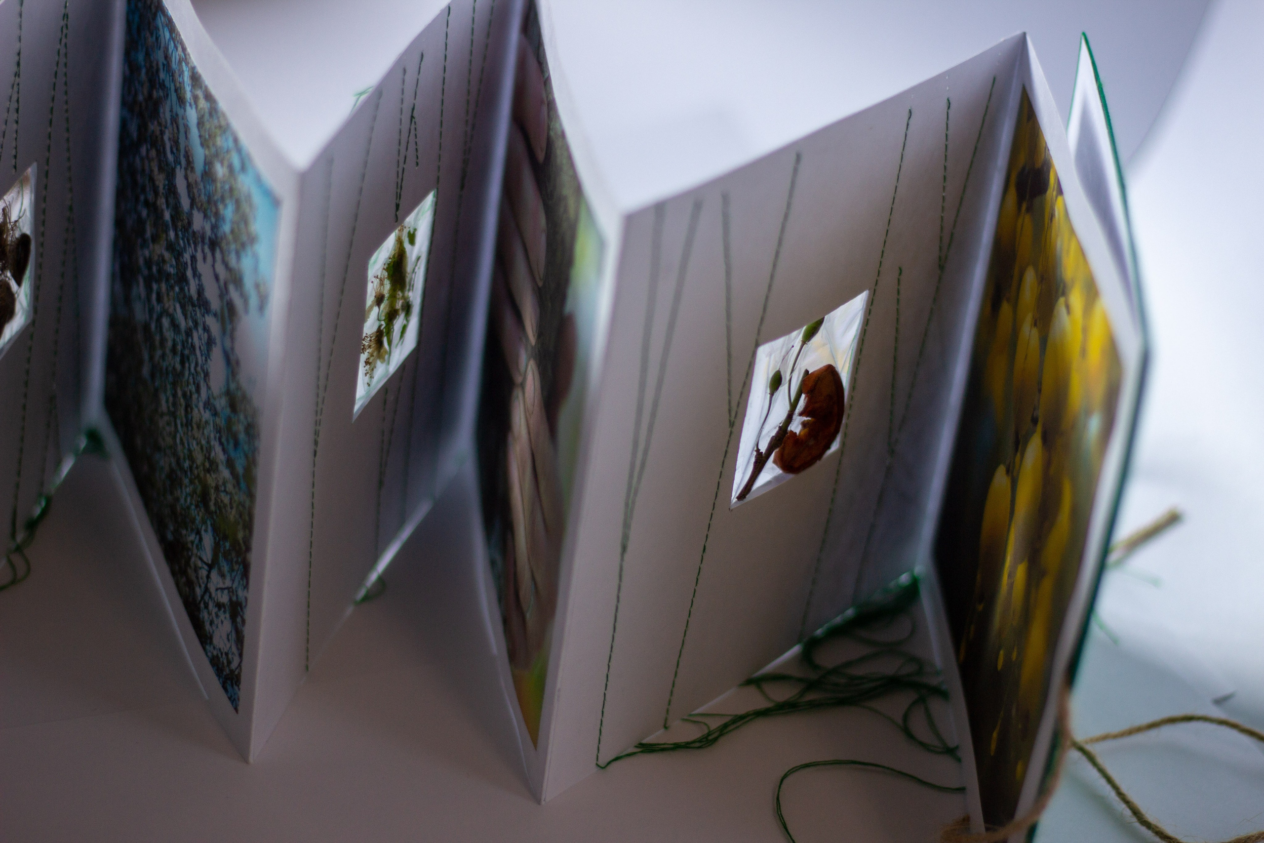 Плодовые (2024 — в процессе). Julia Gorbunova