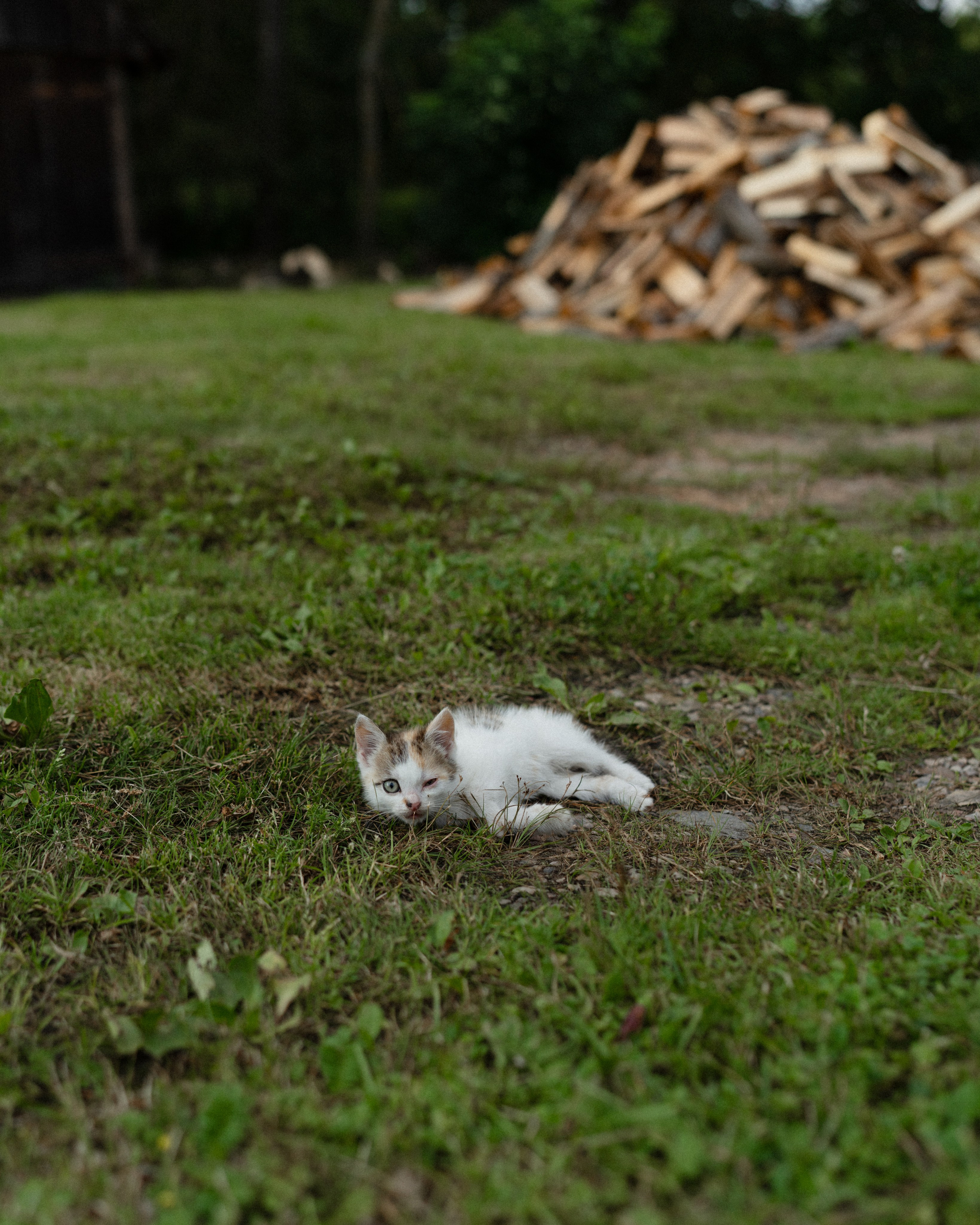 Беларусь. Твой фотограф в Москве и Московской области Романцова Ирина