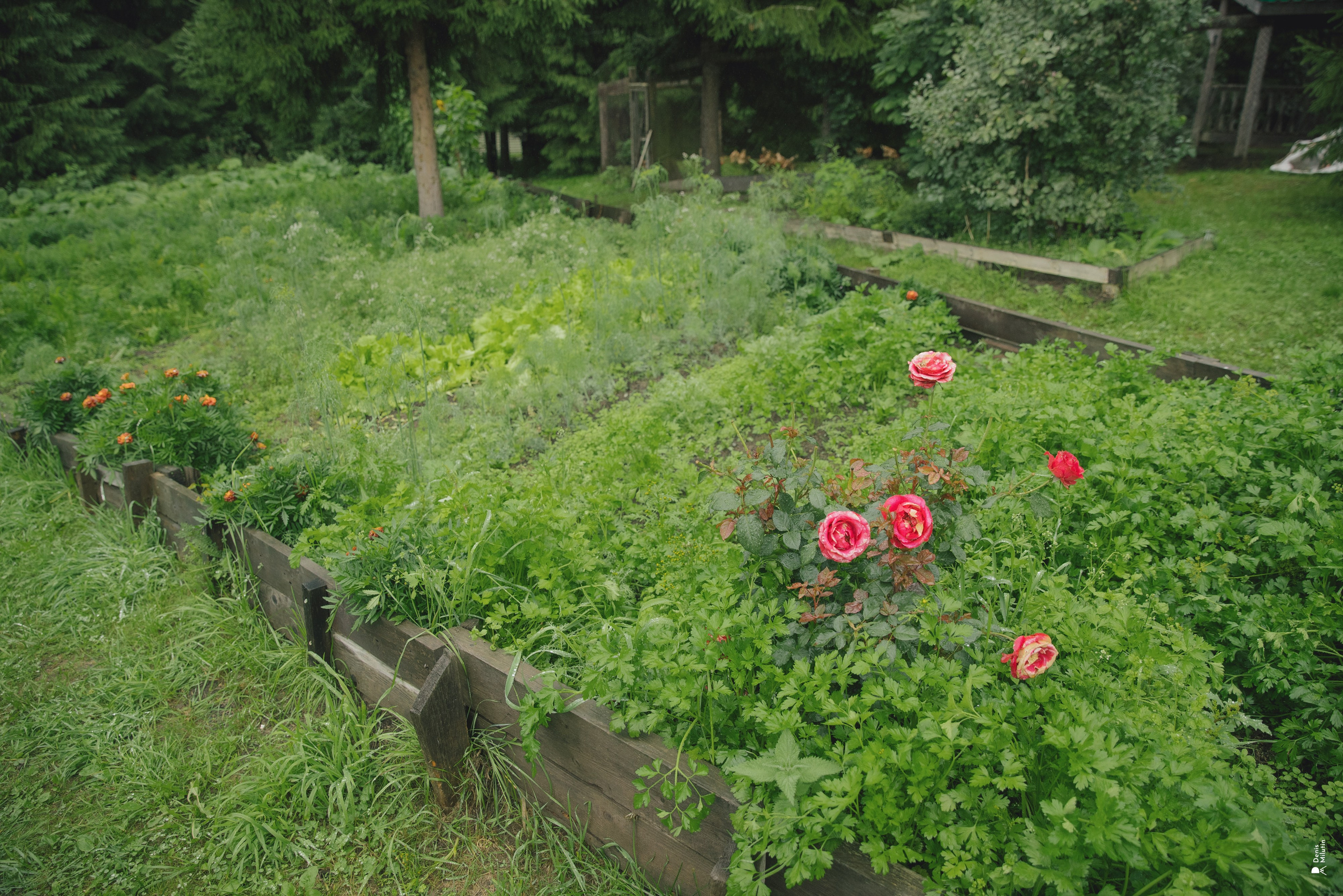 Женский Митрофаниевский скит Важеозерского мужского монастыря. Портретный фотограф Денис Милютин